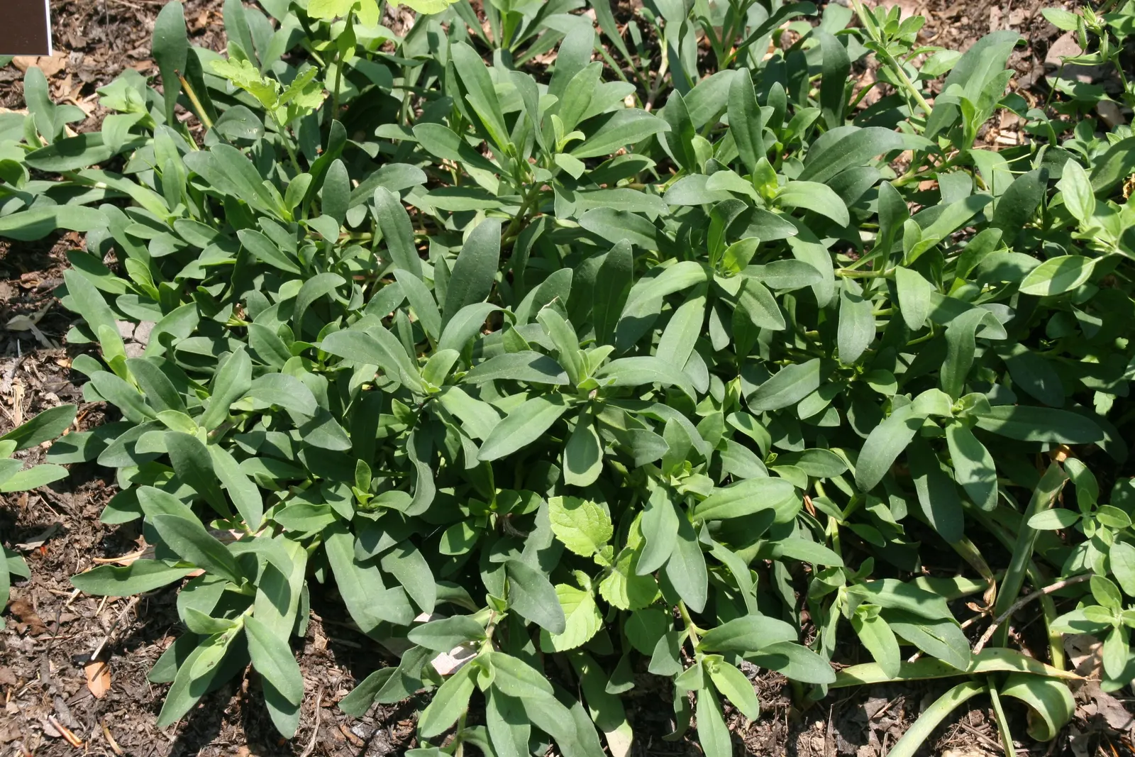Max Frei Soapwort (Saponaria Lempergii 'Max Frei') — from late spring to midsummer