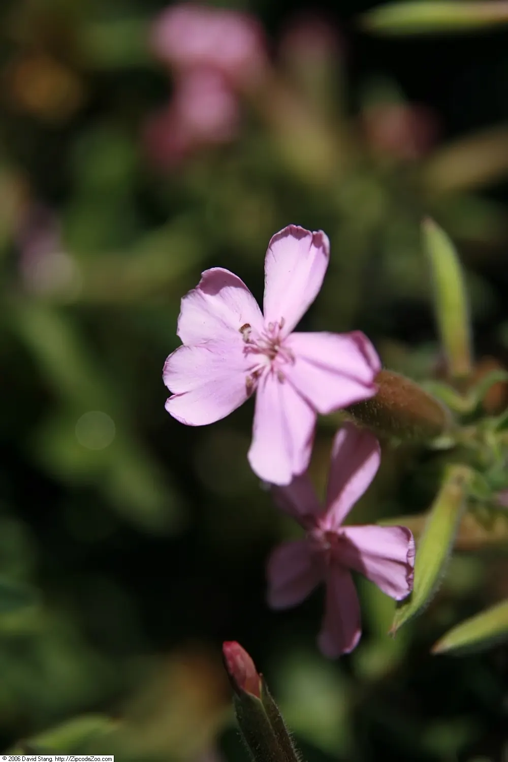 Max Frei Soapwort (Saponaria Lempergii 'Max Frei') — is a low-growing perennial famed for its vibrant magenta-pink blossoms