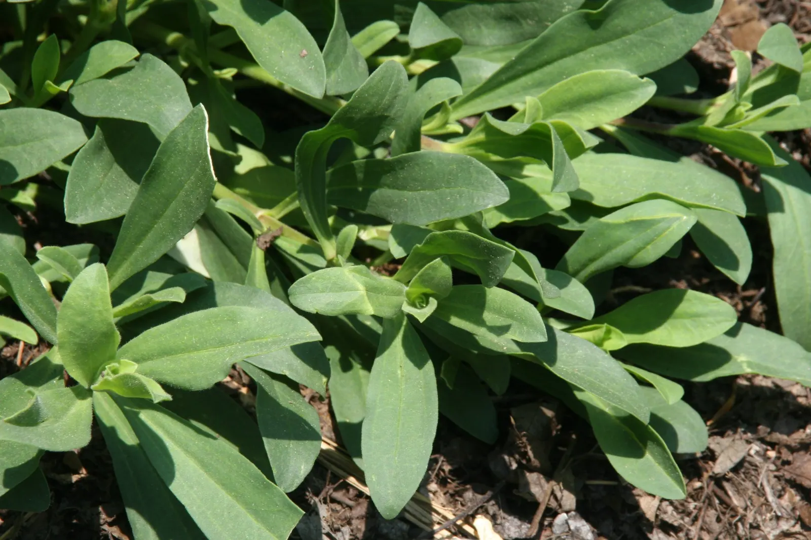 Max Frei Soapwort (Saponaria Lempergii 'Max Frei') — scientifically known as Saponaria x lempergii 'Max Frei'