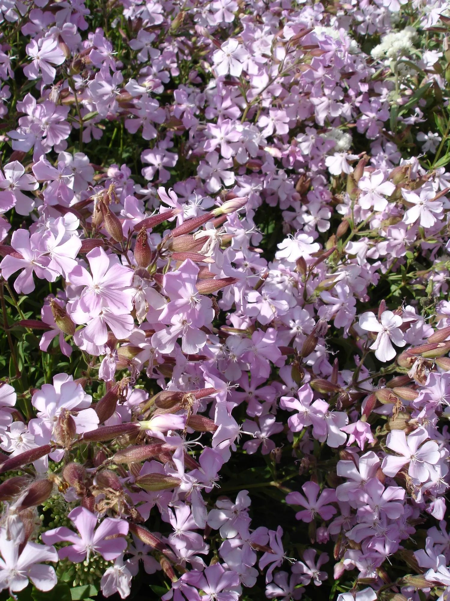 Max Frei Soapwort (Saponaria Lempergii 'Max Frei') — This hardy plant typically reaches a mature height of 6 to 12 inches and spreads out 12 to 24 inches