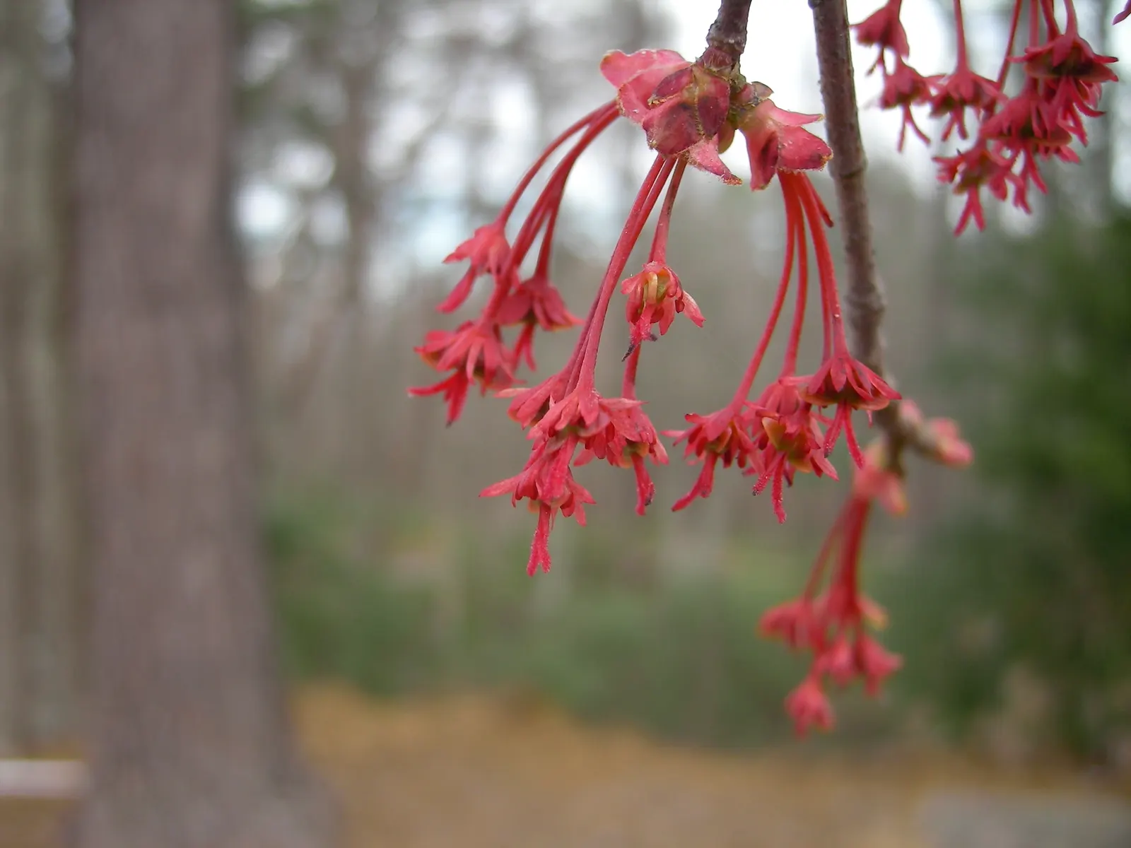 Red Maple (Acer Rubrum) — For clients seeking year-round visual interest; tree for full or half, image 69