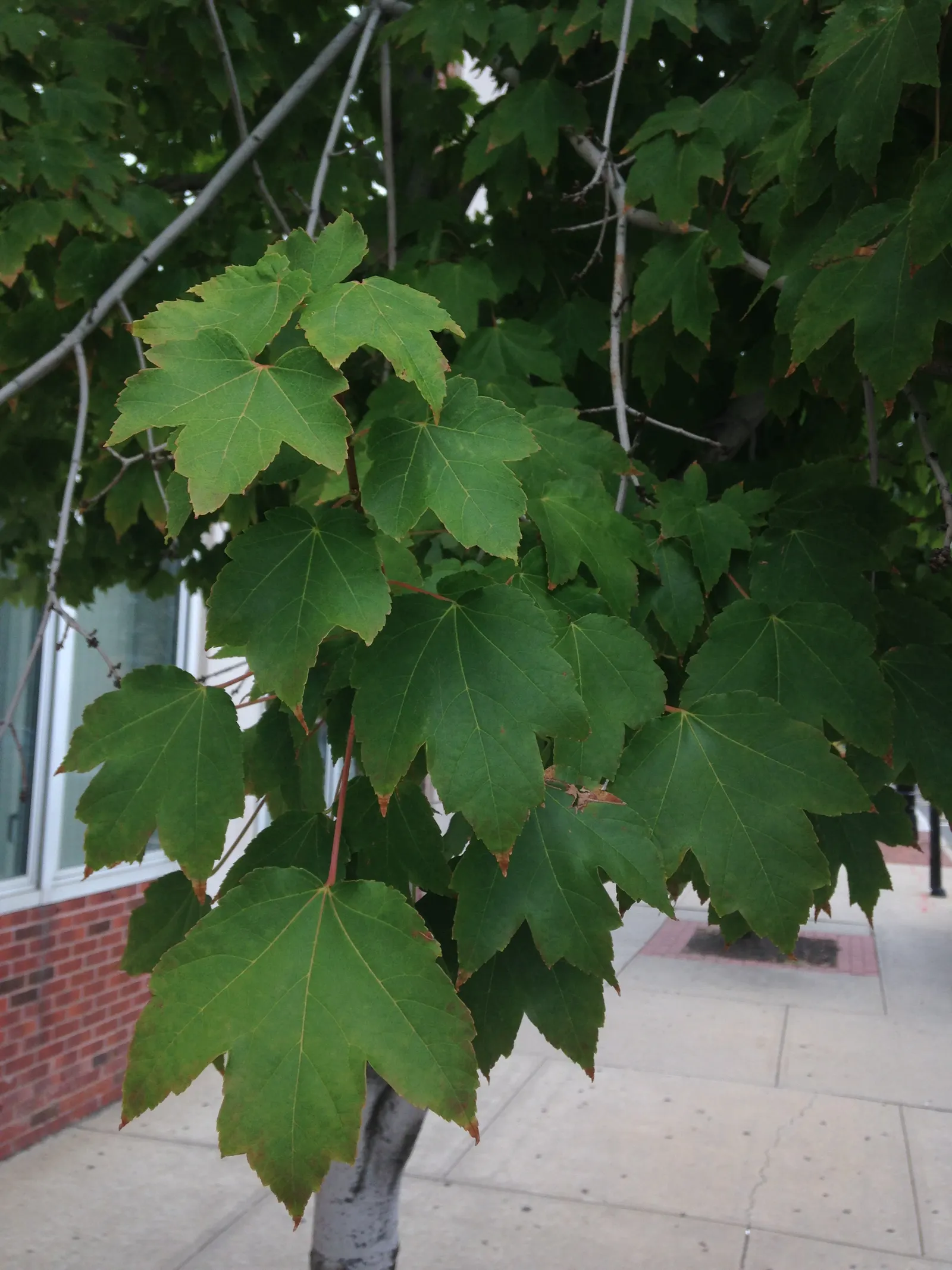 Red Maple (Acer Rubrum) — Maturing to a height of 40 to 60 feet with a spread of 30 to 50 feet; or sometimes yellow in the fall.<br><br>Red Maples, image 57