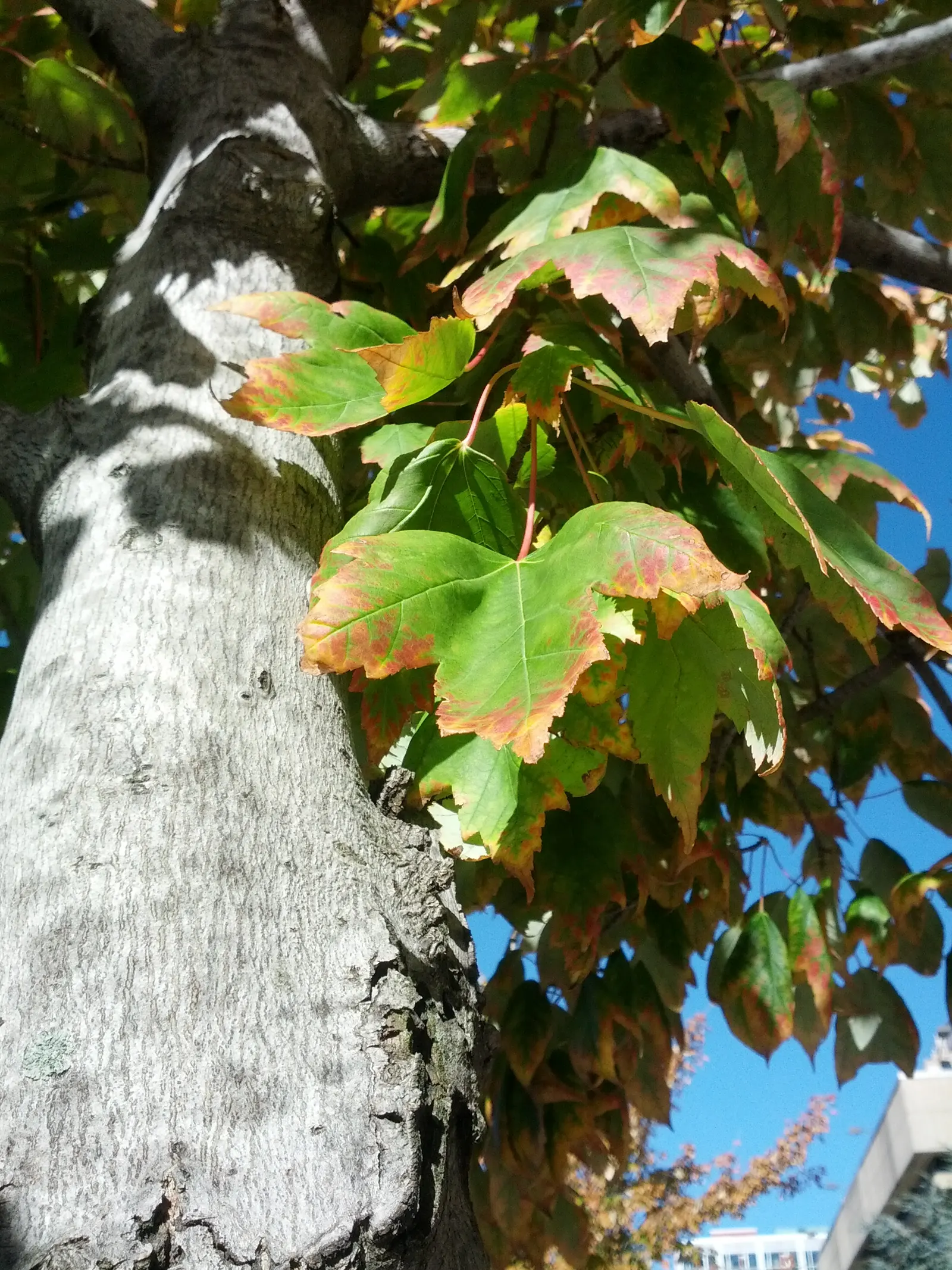 Red Maple (Acer Rubrum) — incorporate into naturalized areas; this species offers an appealingly symmetrical