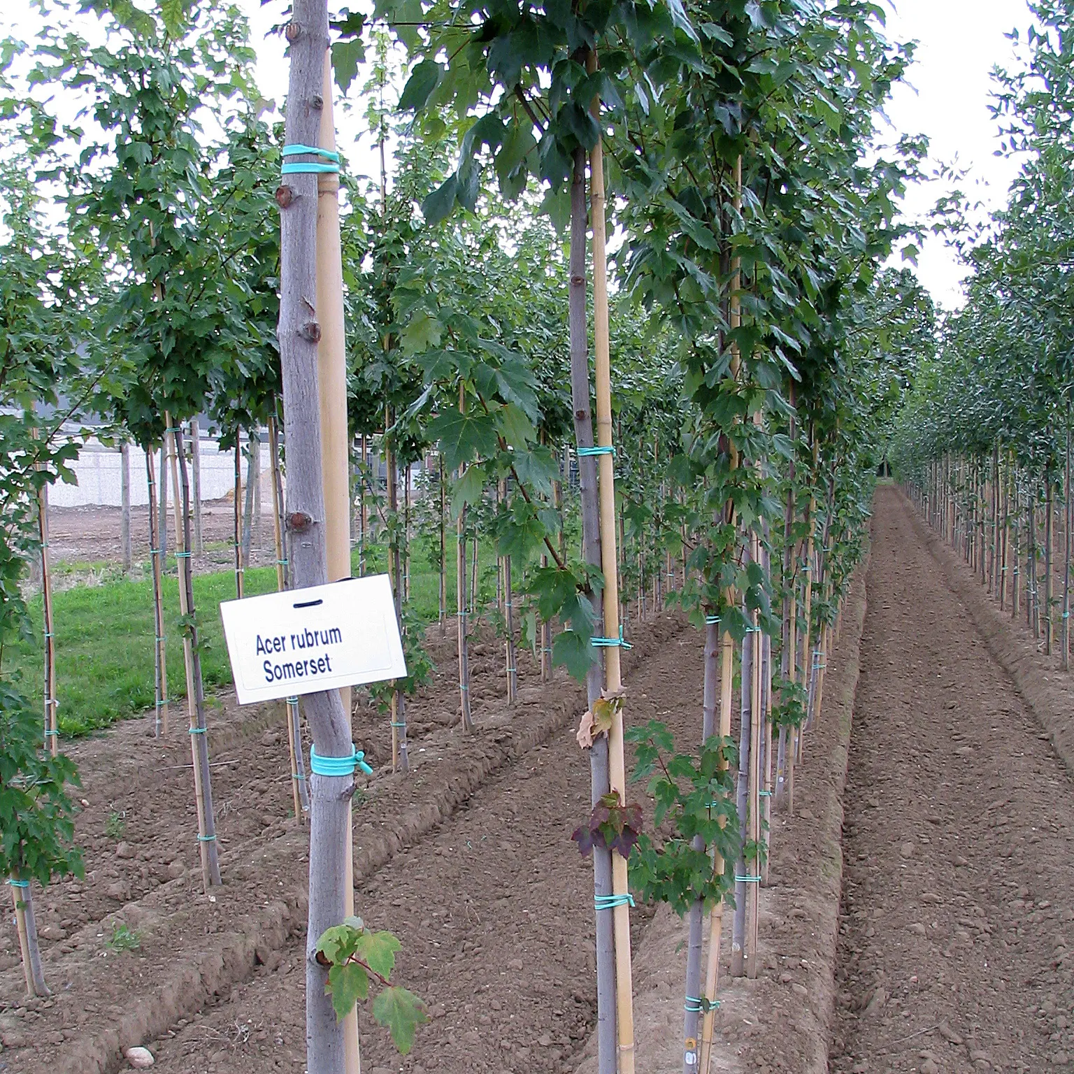 Red Maple (Acer Rubrum) — or create fall interest in a mixed border; tolerating both wet conditions and moderate drought, image 68