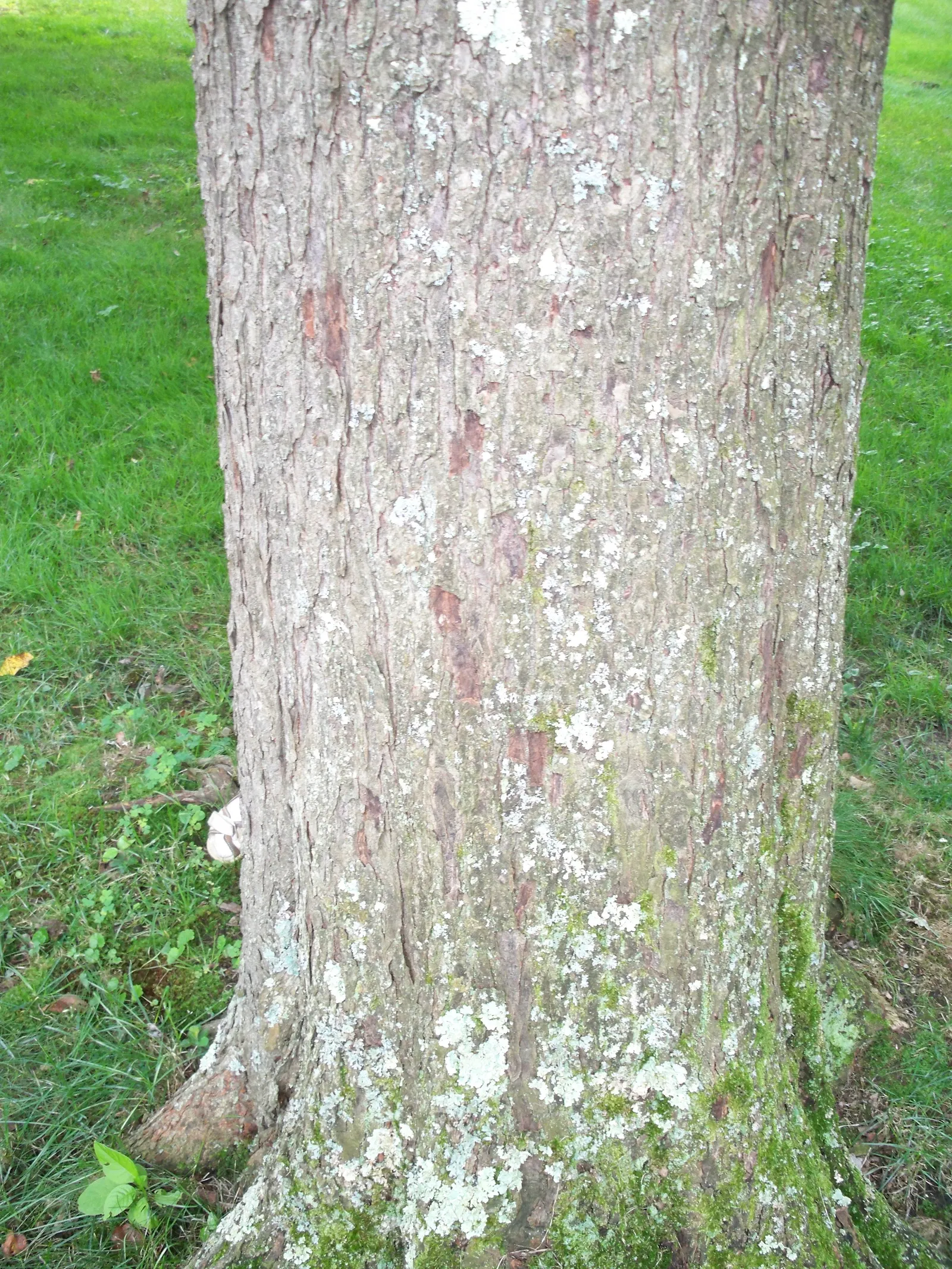Red Maple (Acer Rubrum) — Red Maple (Acer rubrum) is a deciduous North American native; this adaptable tree prefers moist, slightly acidic soils, image 49