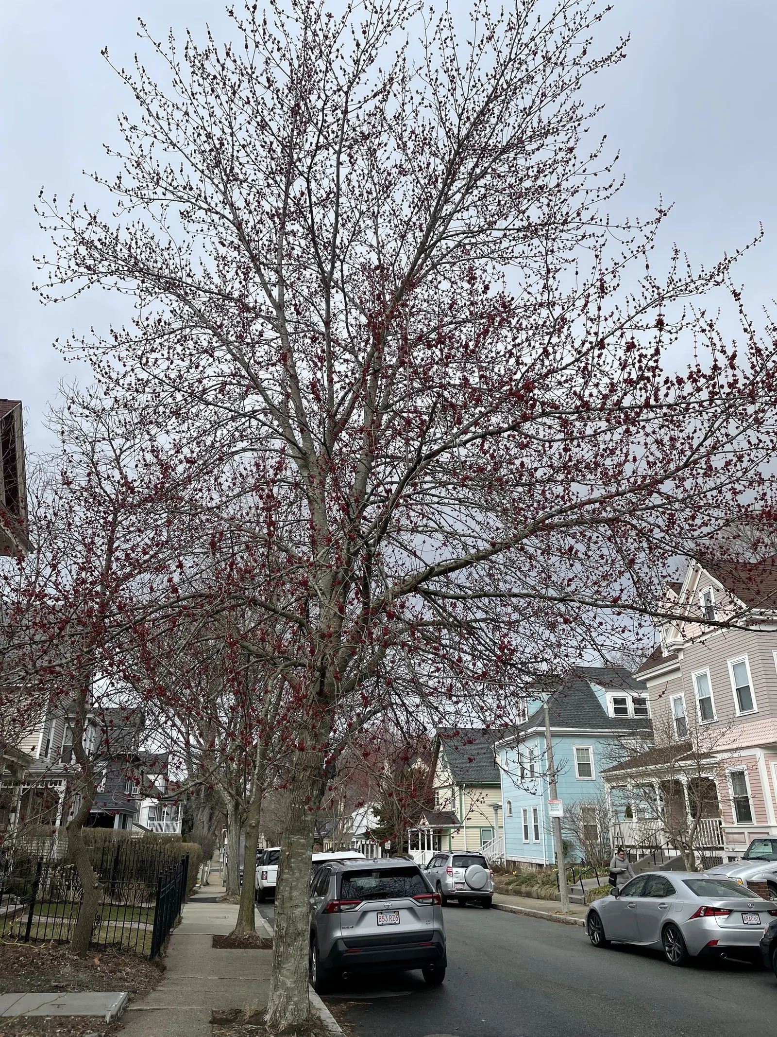 Red Maple (Acer Rubrum) — Showy red flowers in spring add early seasonal interest; widely celebrated for its vibrant autumnal foliage and, image 53