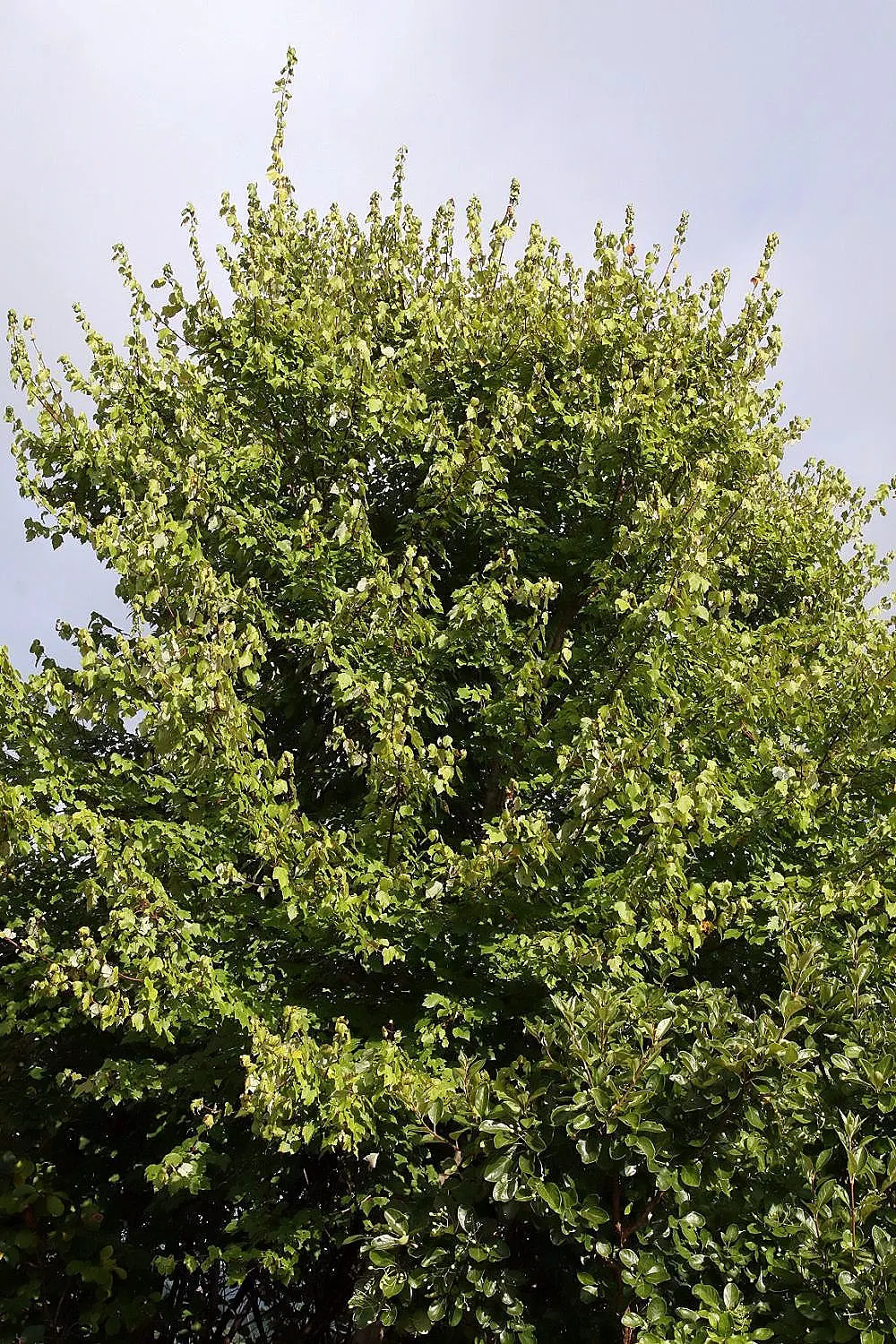Red Maple (Acer Rubrum) — tree for full or half; for clients seeking year-round visual interest, image 72