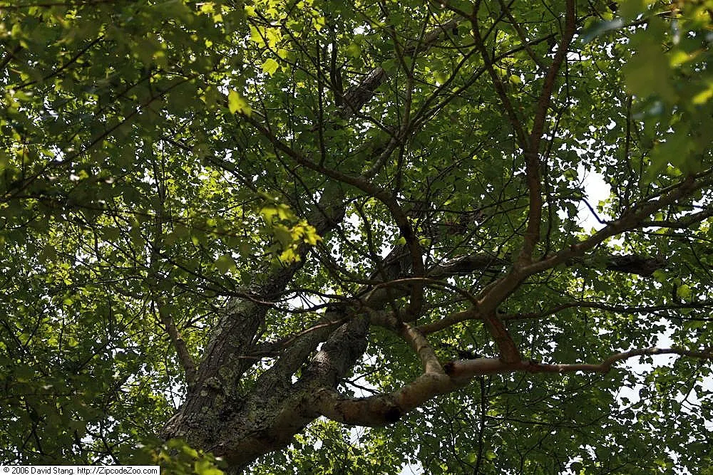 Red Maple (Acer Rubrum) — tolerating both wet conditions and moderate drought; or create fall interest in a mixed border, image 65