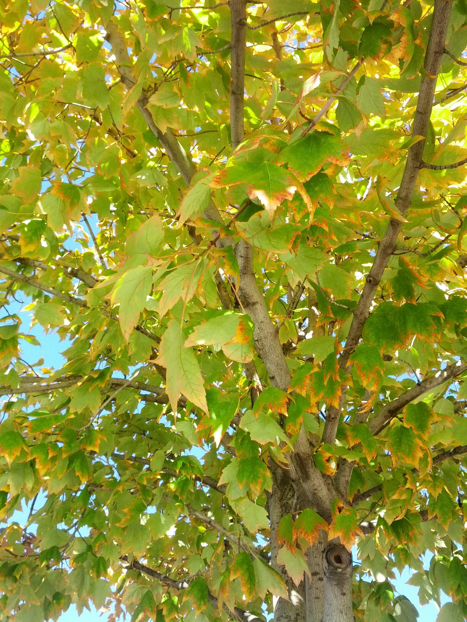 Red Maple (Acer Rubrum) — Maturing to a height of 40 to 60 feet with a spread of 30 to 50 feet; or sometimes yellow in the fall.<br><br>Red Maples are known