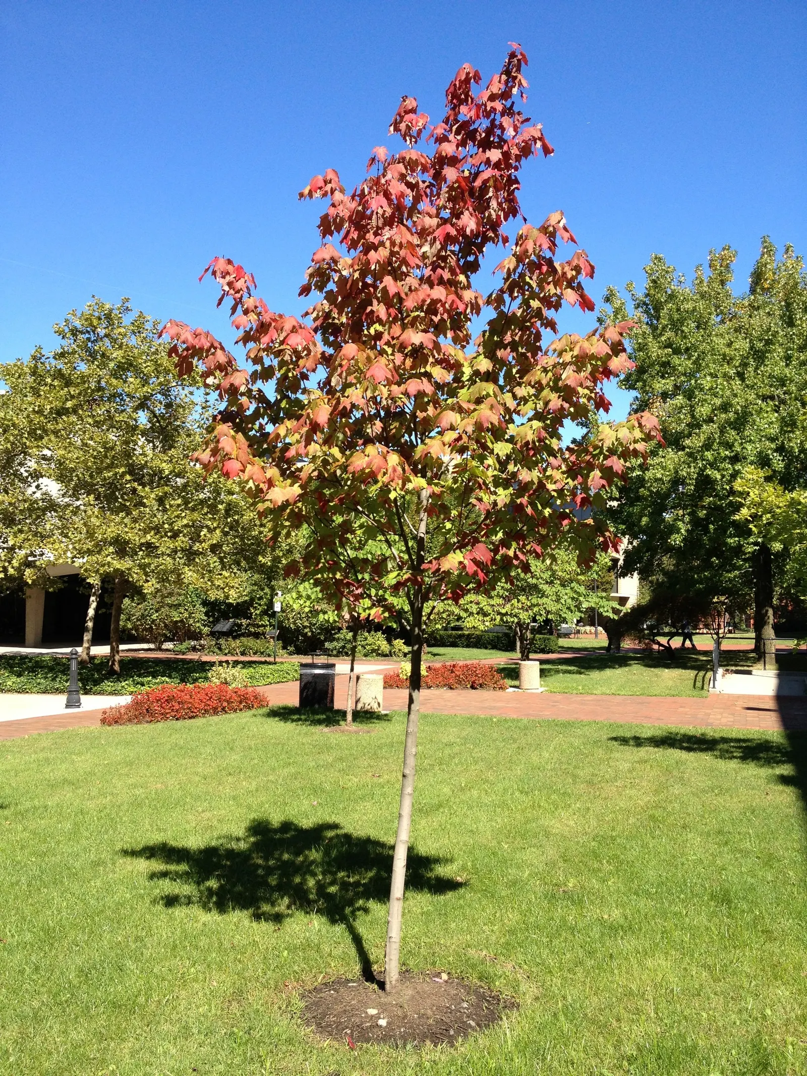 Red Maple (Acer Rubrum) — making it an attractive choice for diverse landscape settings; while thriving in full sun to partial shade, image 78