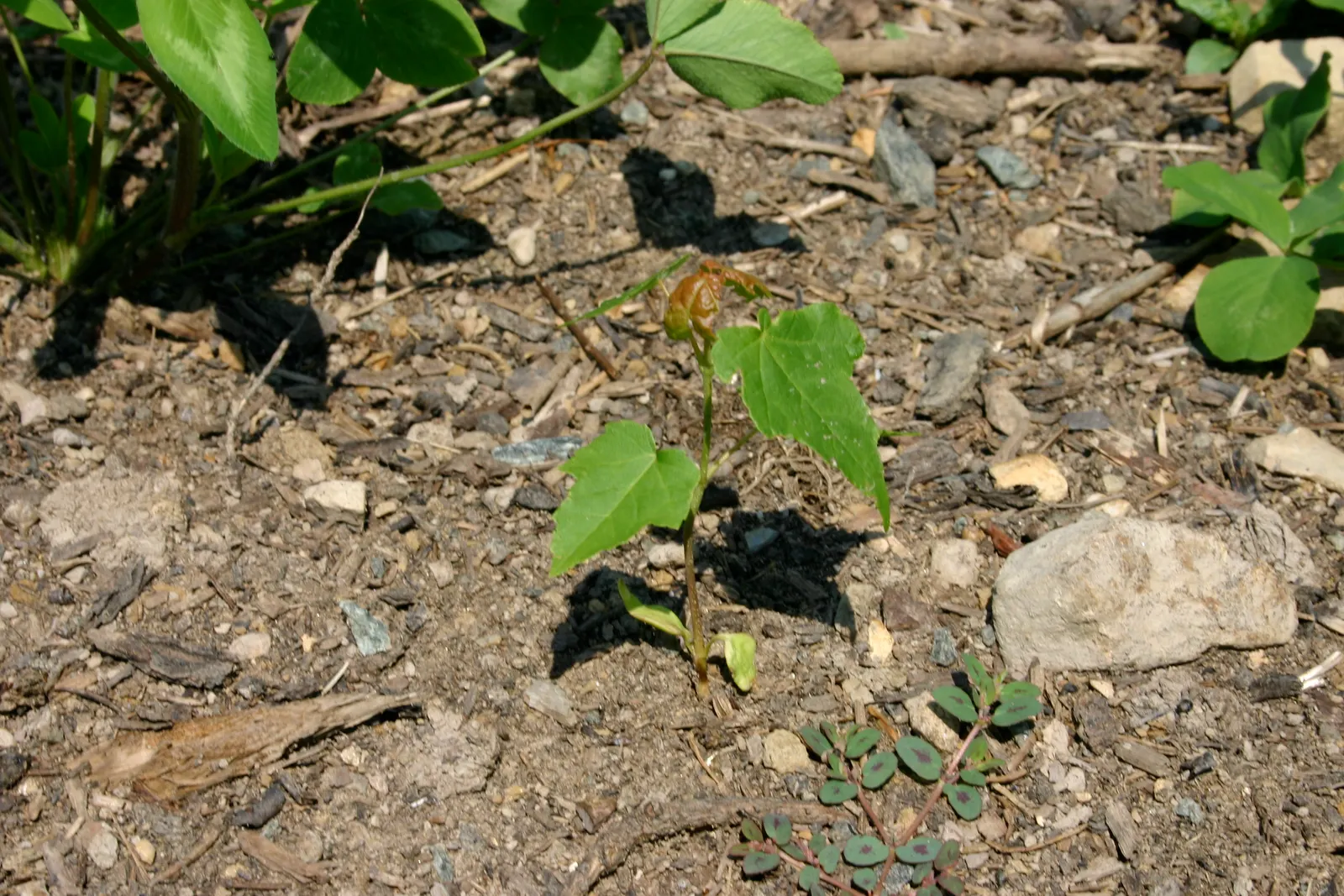 Red Maple (Acer Rubrum) — tolerating both wet conditions and moderate drought