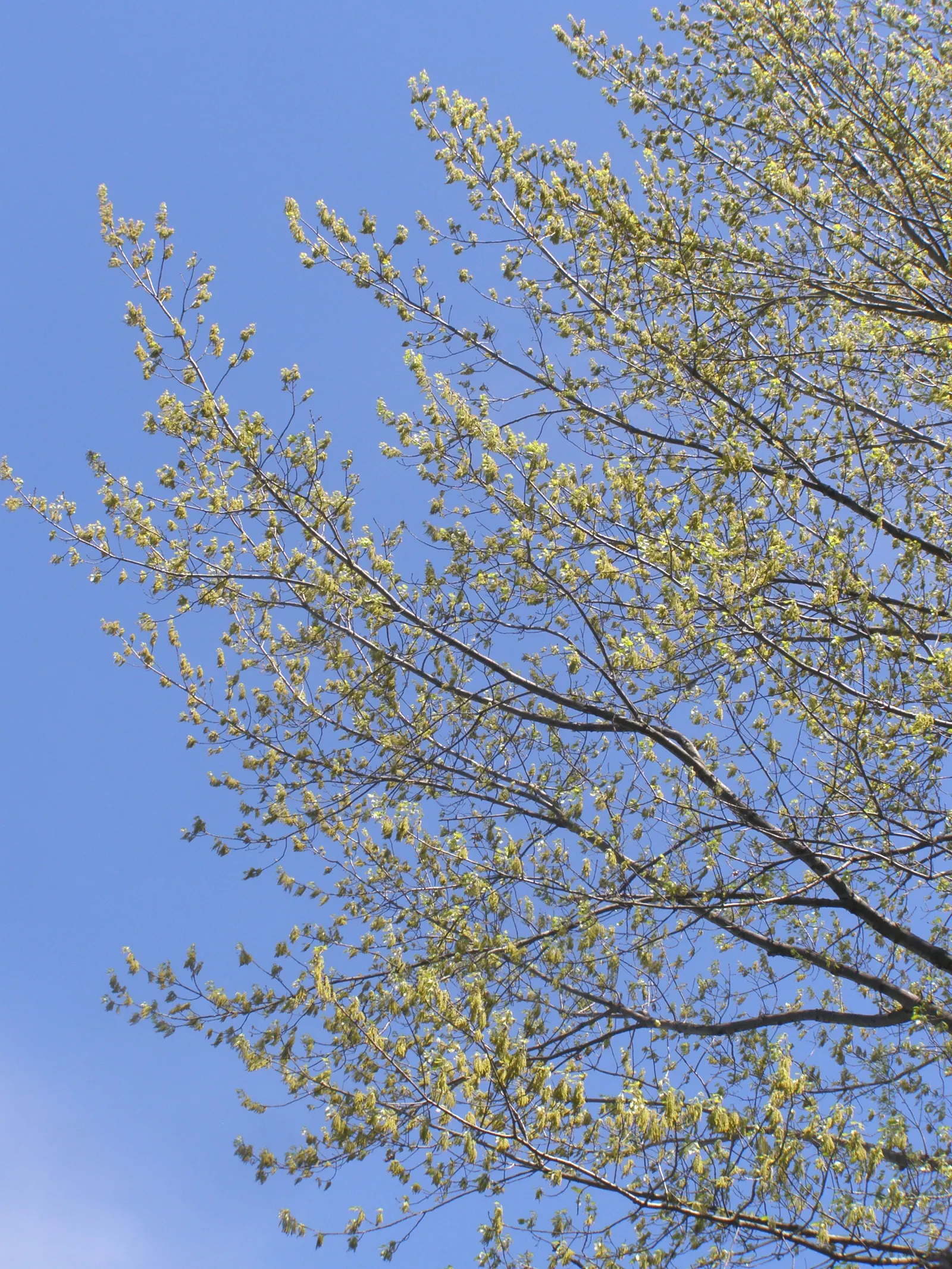Red Maple (Acer Rubrum) — Showy red flowers in spring add early seasonal interest