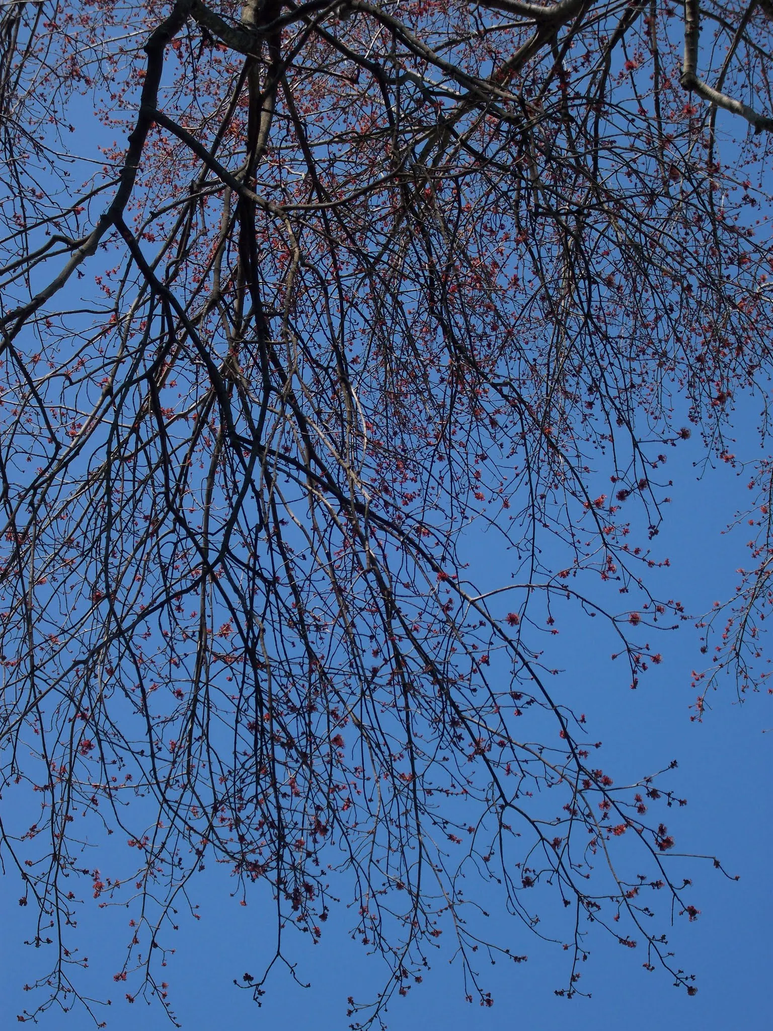 Red Maple (Acer Rubrum) — This adaptable tree prefers moist, slightly acidic soils, and full sun to partial shade; red Maple (Acer rubrum) is a deciduous North