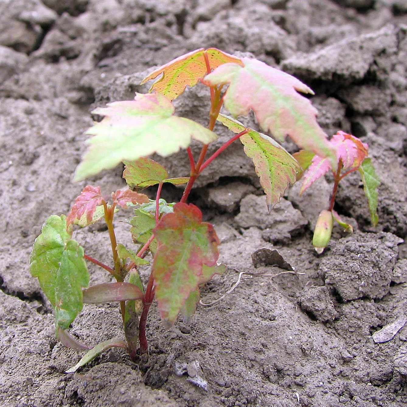 Red Maple (Acer Rubrum) — Red Maples can serve as stunning focal points; it typically grows 40-70 feet tall, with a spread of 30-50 feet, thriving, image 90