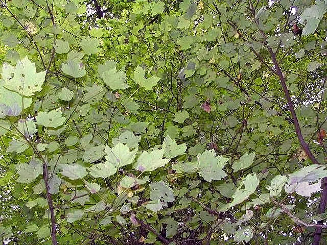 Red Maple (Acer Rubrum) — making it an attractive choice for diverse landscape settings