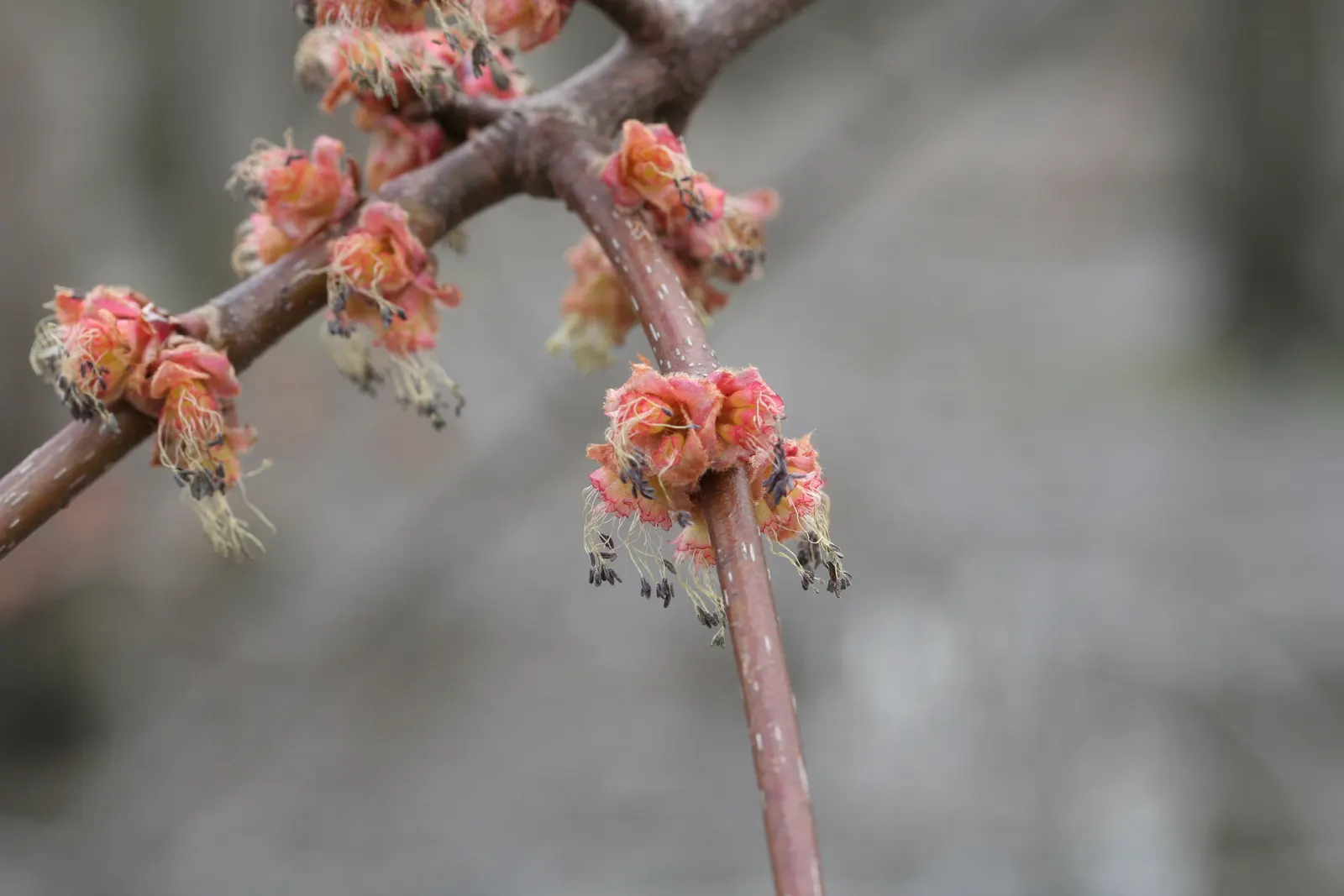 Red Maple (Acer Rubrum) — this species offers an appealingly symmetrical; incorporate into naturalized areas, image 82