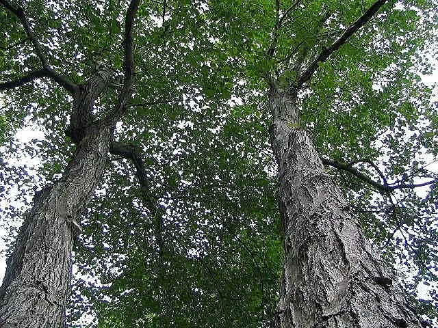 Red Maple (Acer Rubrum) — The Red Maple (Acer rubrum) is a versatile and hardy deciduous tree; this tree's red spring flowers, image 79