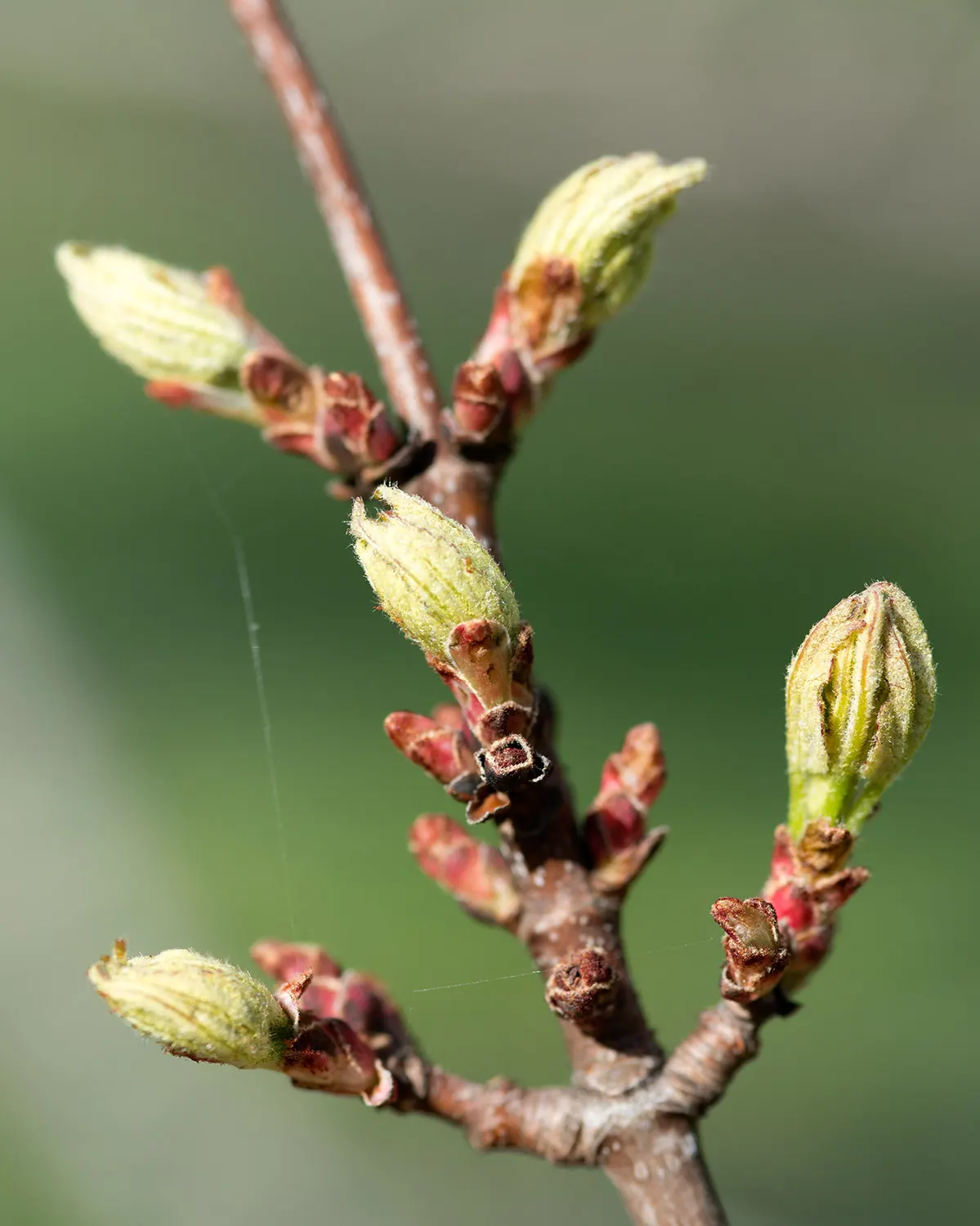 Red Maple (Acer Rubrum) — making it an attractive choice for diverse landscape settings; while thriving in full sun to partial shade, image 54