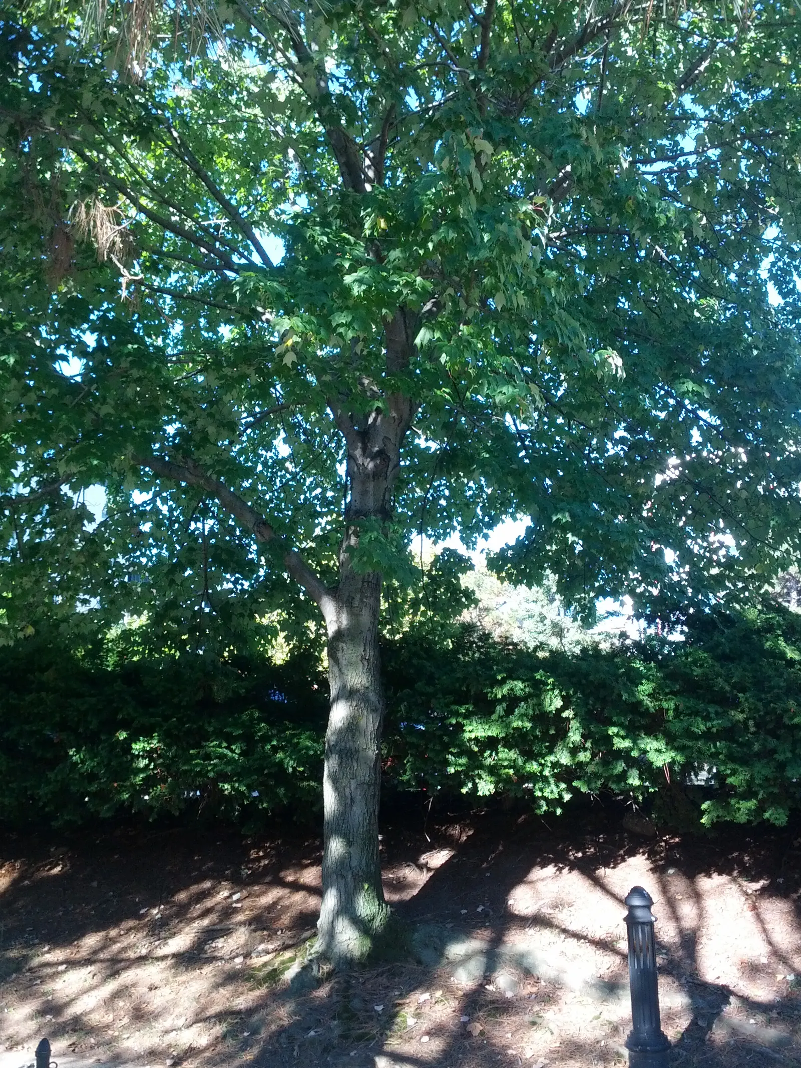 Red Maple (Acer Rubrum) — They are hardy in USDA zones 3 through 9, allowing for a broad range of geographical placement; and textured silver-gray, image 86