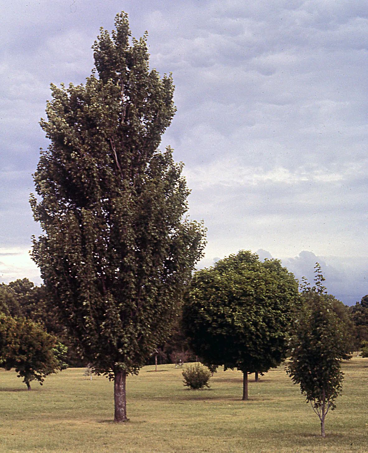 Red Maple (Acer Rubrum) — or sometimes yellow in the fall.<br><br>Red Maples are known for their moderate growth rate