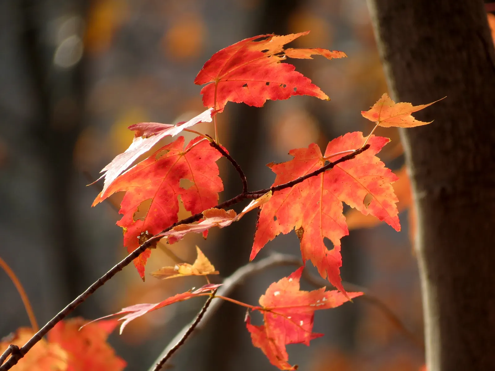 Red Maple (Acer Rubrum) — typically adding 1 to 2 feet annually under favorable conditions; acer rubrum is not particularly fussy about soil type, image 85