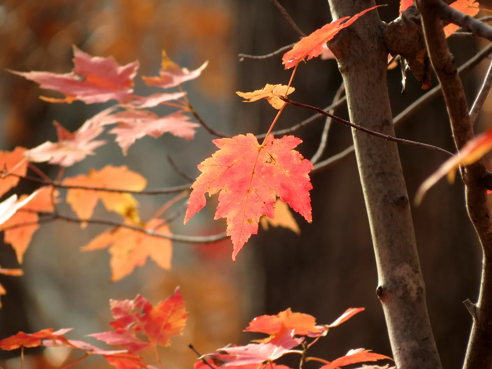 Red Maple (Acer Rubrum) — tree for full or half
