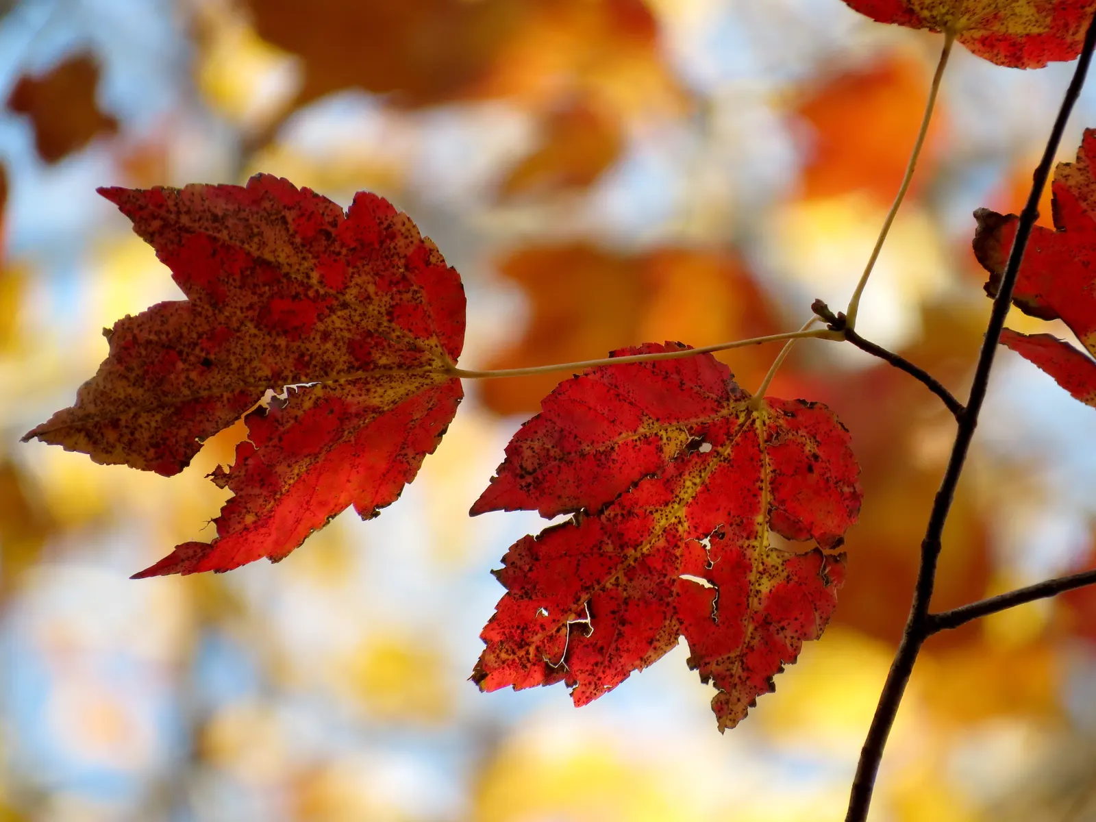 Red Maple (Acer Rubrum) — transitioning to dazzling shades of red; admired for its vibrant fall foliage ranging from bright red to purple, image 83