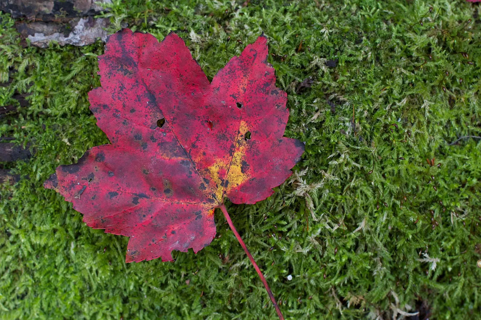 Red Maple (Acer Rubrum) — The Red Maple (Acer rubrum) is a versatile and hardy deciduous tree; this tree's red spring flowers