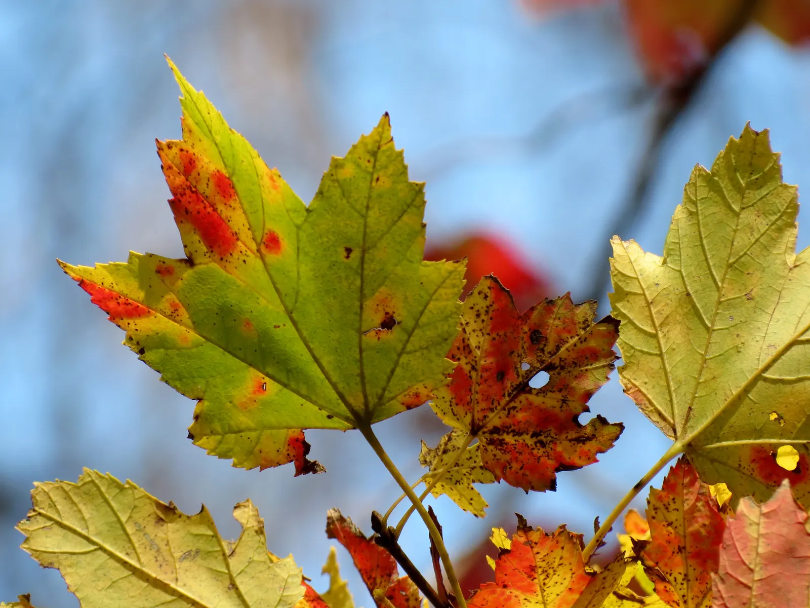 Red Maple (Acer Rubrum) — tolerating both wet conditions and moderate drought; or create fall interest in a mixed border