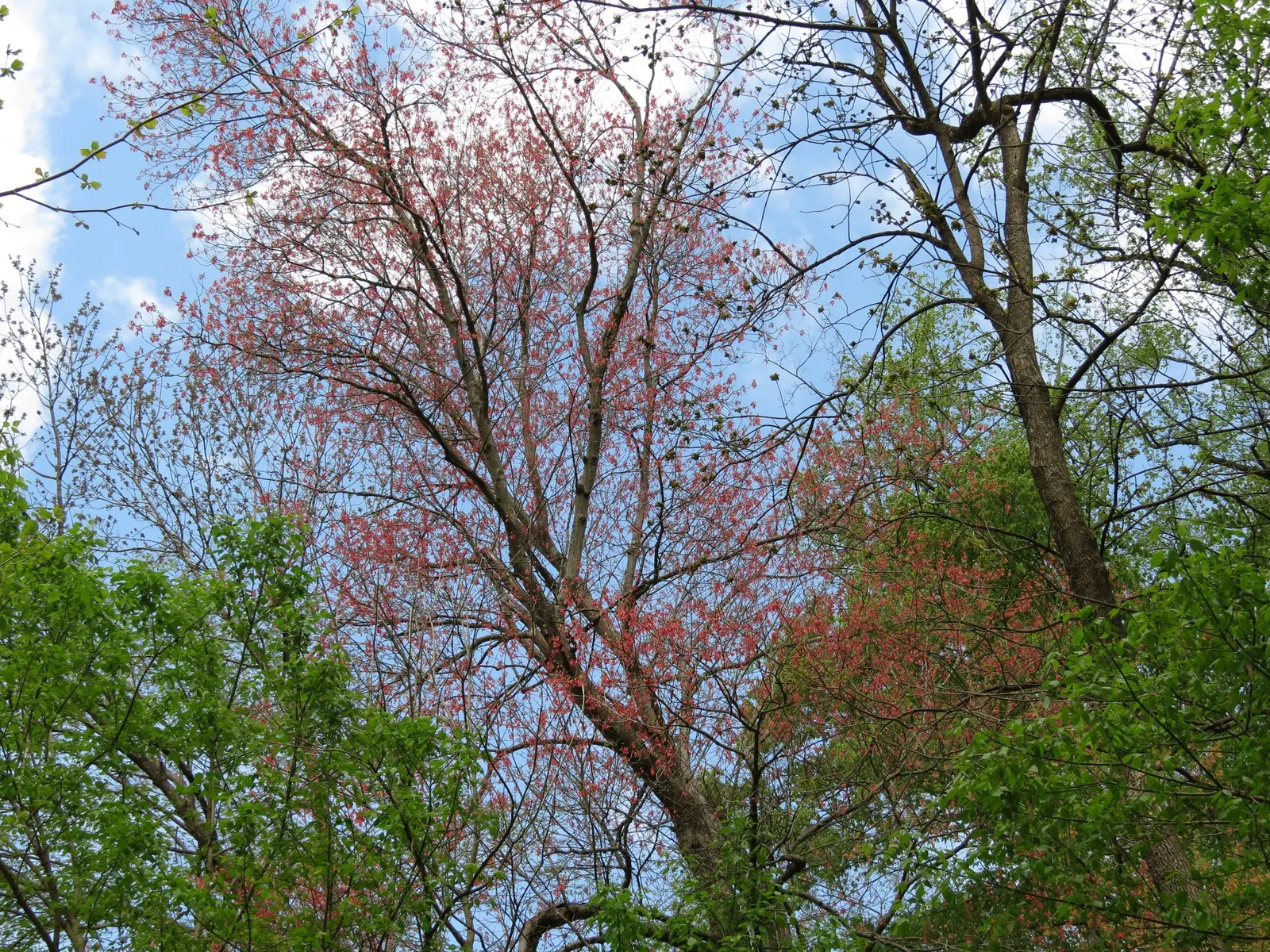 Red Maple (Acer Rubrum) — this tree's red spring flowers