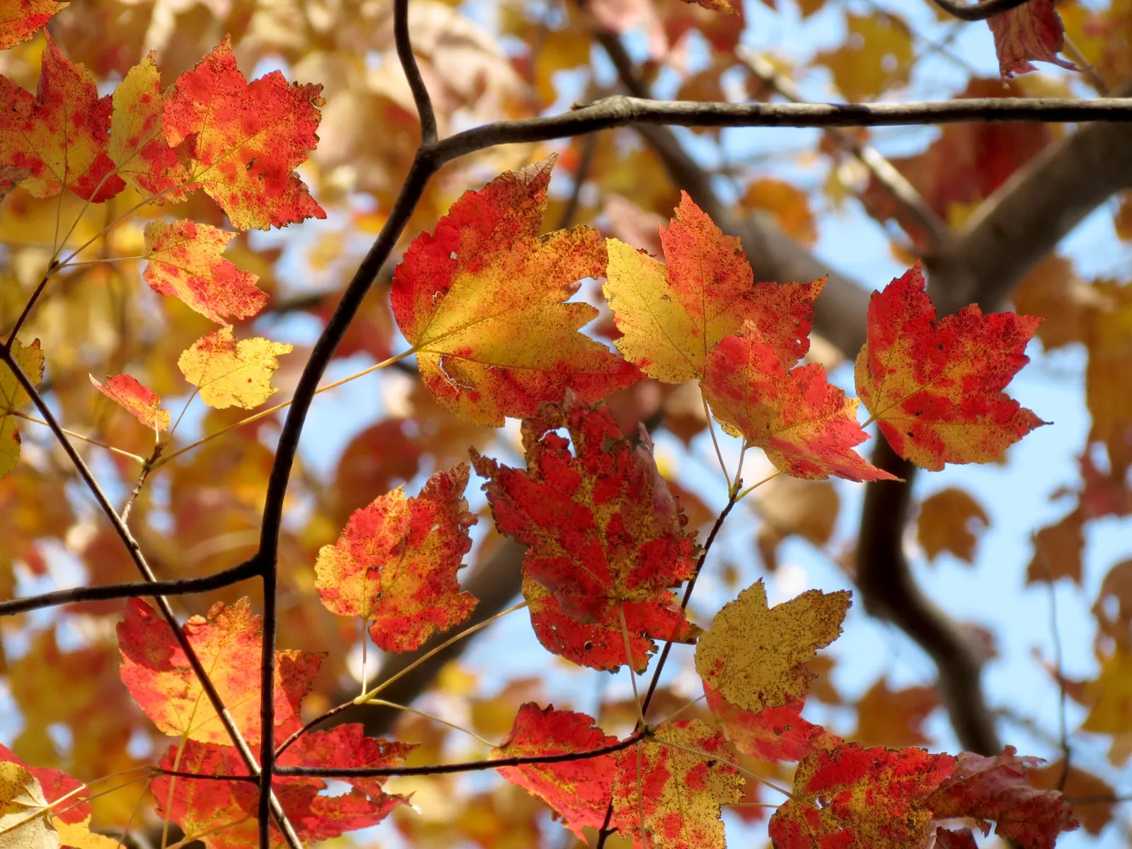 Red Maple (Acer Rubrum) — admired for its vibrant fall foliage ranging from bright red to purple; transitioning to dazzling shades of red, image 74
