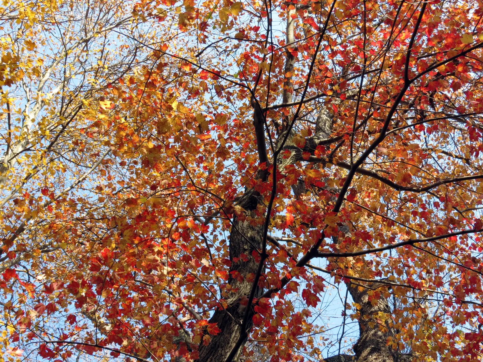 Red Maple (Acer Rubrum) — incorporate into naturalized areas; this species offers an appealingly symmetrical, image 67
