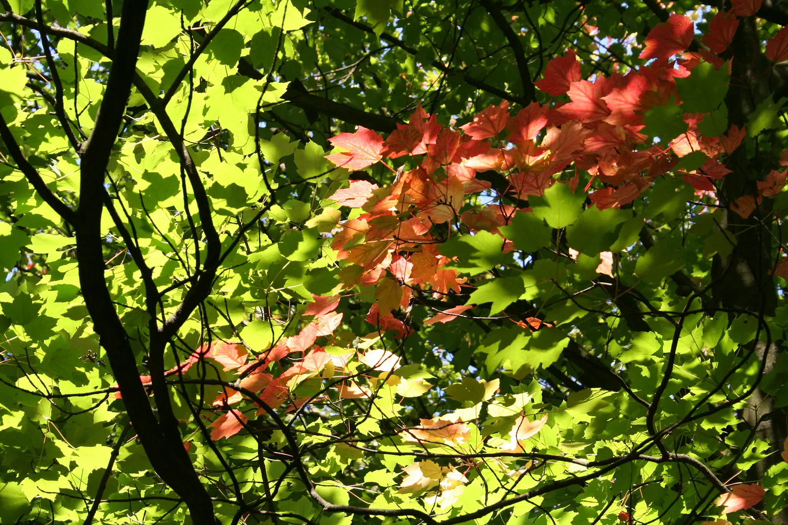 Red Maple (Acer Rubrum) — Maturing to a height of 40 to 60 feet with a spread of 30 to 50 feet; or sometimes yellow in the fall.<br><br>Red Maples, image 81
