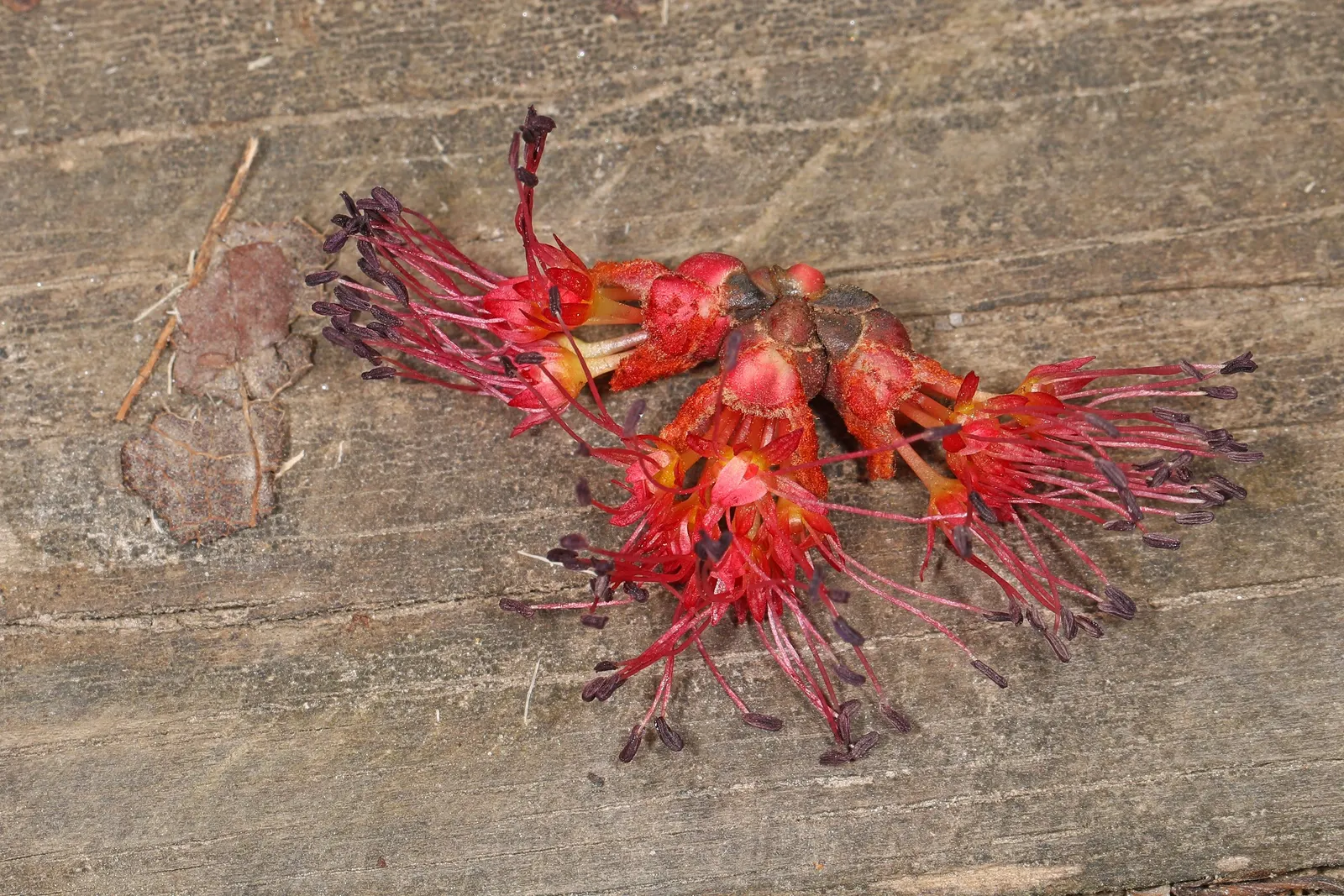 Red Maple (Acer Rubrum) — Acer rubrum is not particularly fussy about soil type; typically adding 1 to 2 feet annually under favorable conditions, image 64