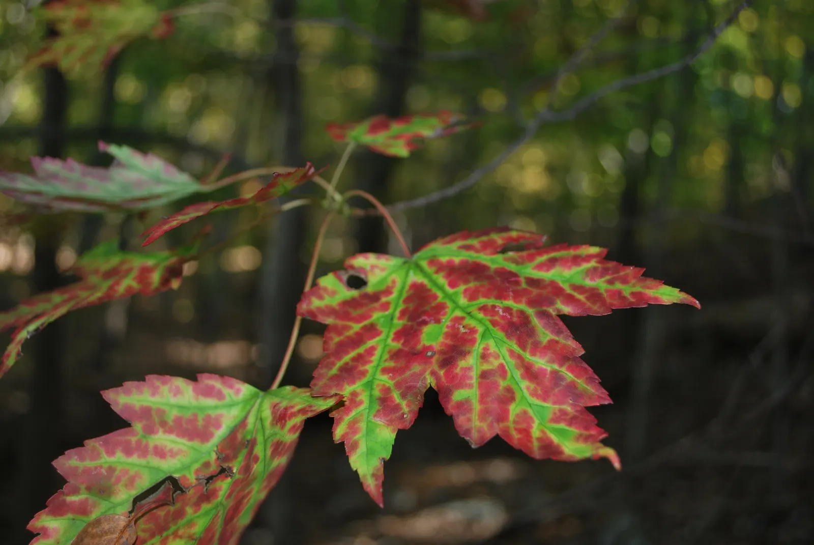 Red Maple (Acer Rubrum) — this species offers an appealingly symmetrical; incorporate into naturalized areas