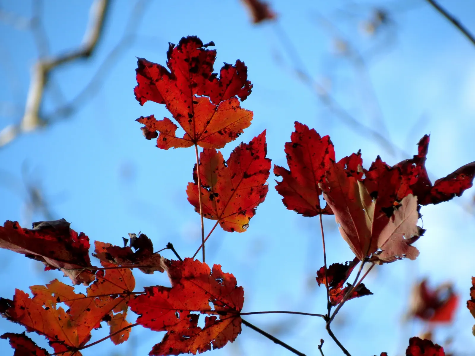 Red Maple (Acer Rubrum) — It typically grows 40-70 feet tall, with a spread of 30-50 feet, thriving in hardiness zones 3-9