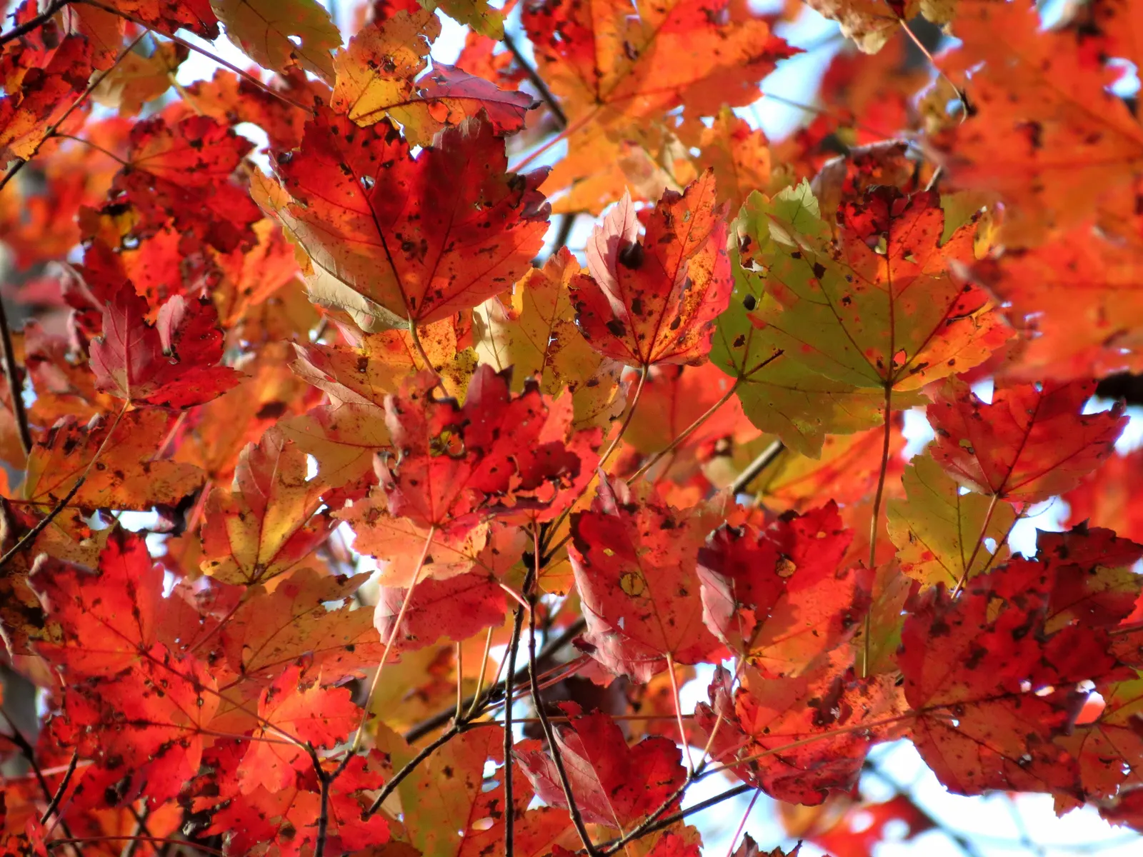 Red Maple (Acer Rubrum) — admired for its vibrant fall foliage ranging from bright red to purple; transitioning to dazzling shades of red, image 50