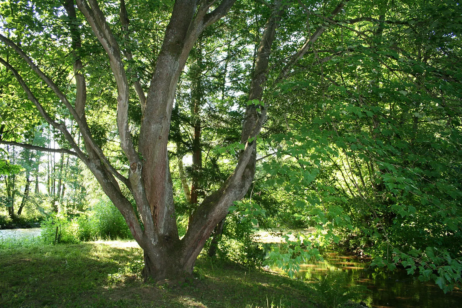 Red Maple (Acer Rubrum) — Red Maples can serve as stunning focal points; it typically grows 40-70 feet tall, with a spread of 30-50 feet, thriving in hardiness