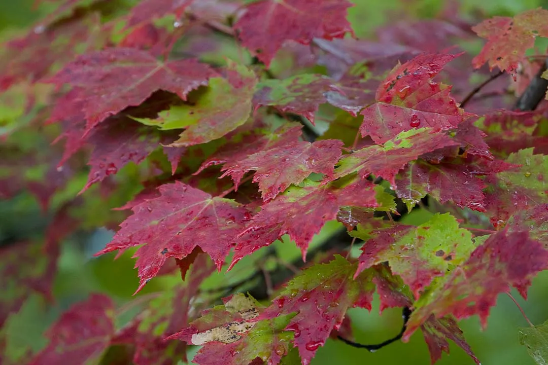 Red Maple (Acer Rubrum) — While thriving in full sun to partial shade