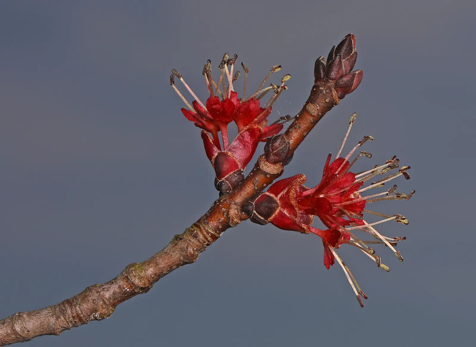 Red Maple (Acer Rubrum) — They are hardy in USDA zones 3 through 9, allowing for a broad range of geographical placement; and textured silver-gray, image 62