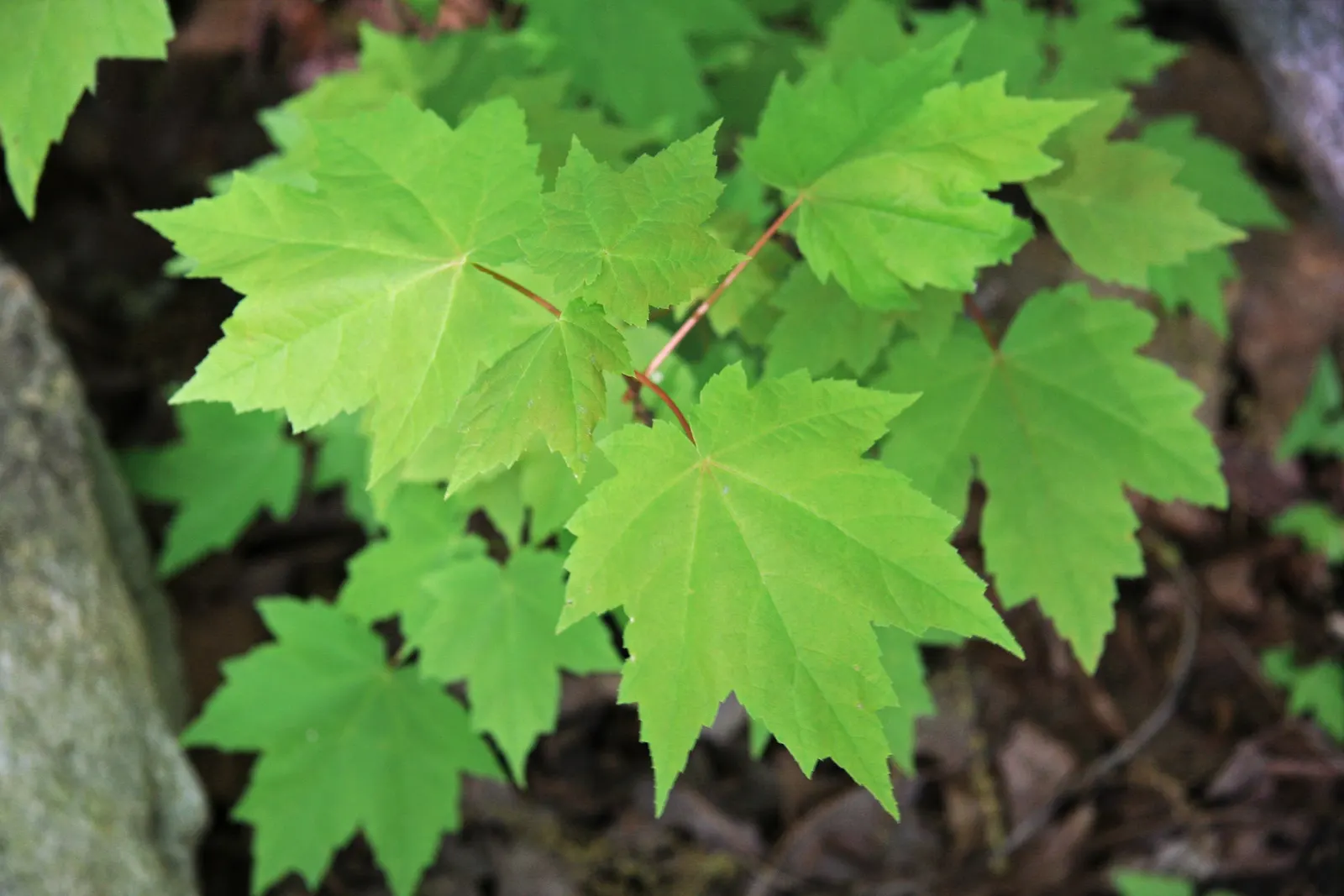 Red Maple (Acer Rubrum) — It typically grows 40-70 feet tall, with a spread of 30-50 feet, thriving in hardiness zones 3-9; red Maples can serve as stunning
