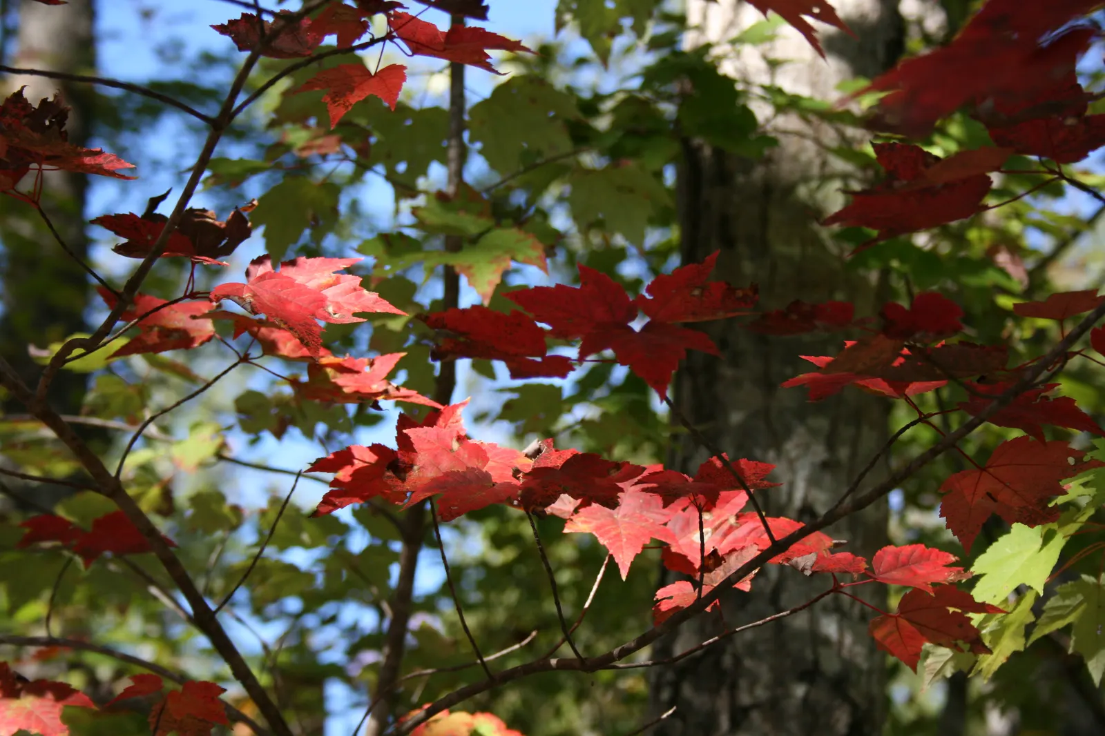 Red Maple (Acer Rubrum) — tree for full or half; for clients seeking year-round visual interest