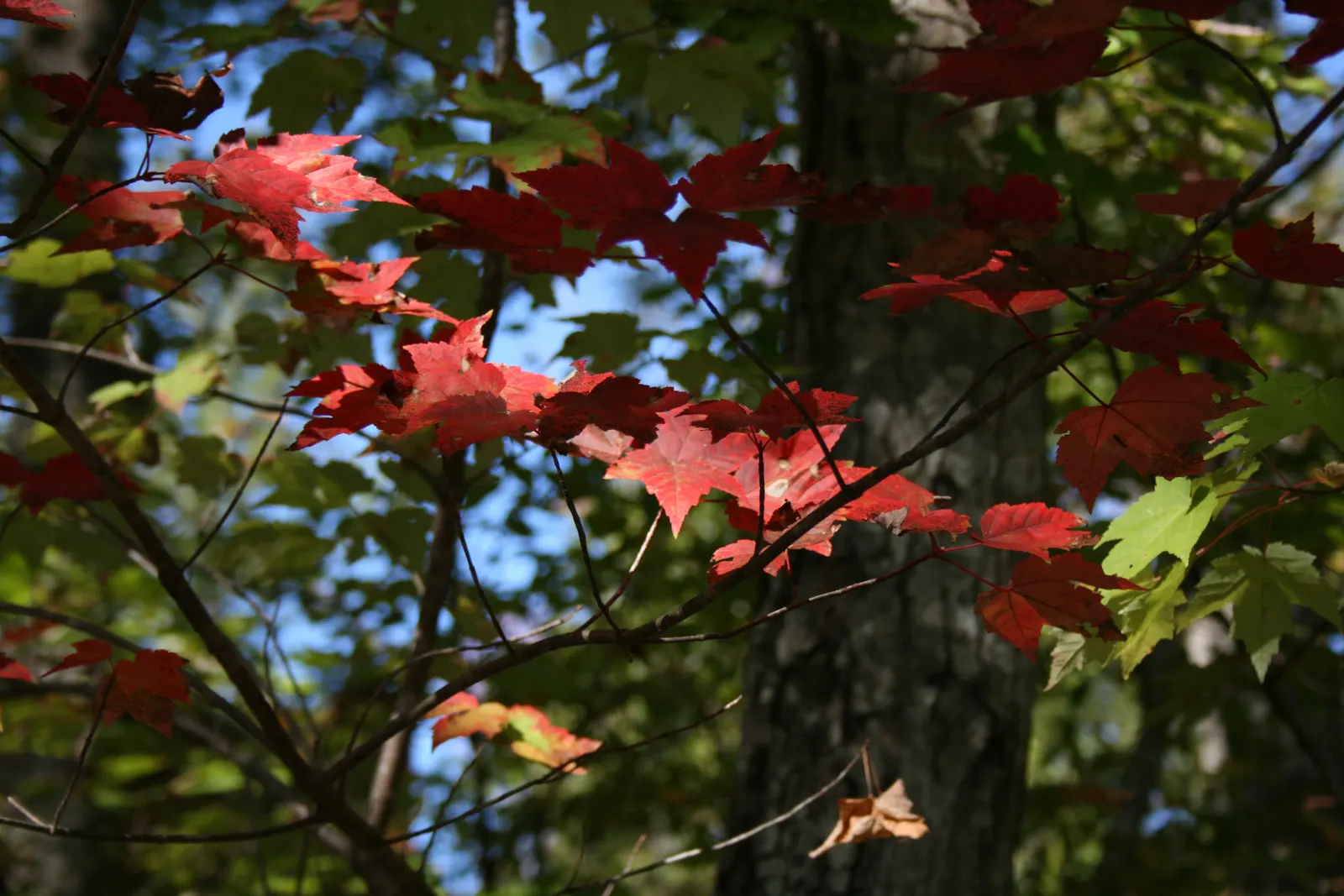 Red Maple (Acer Rubrum) — Red Maple (Acer rubrum) is a deciduous North American native; this adaptable tree prefers moist, slightly acidic soils, and full sun