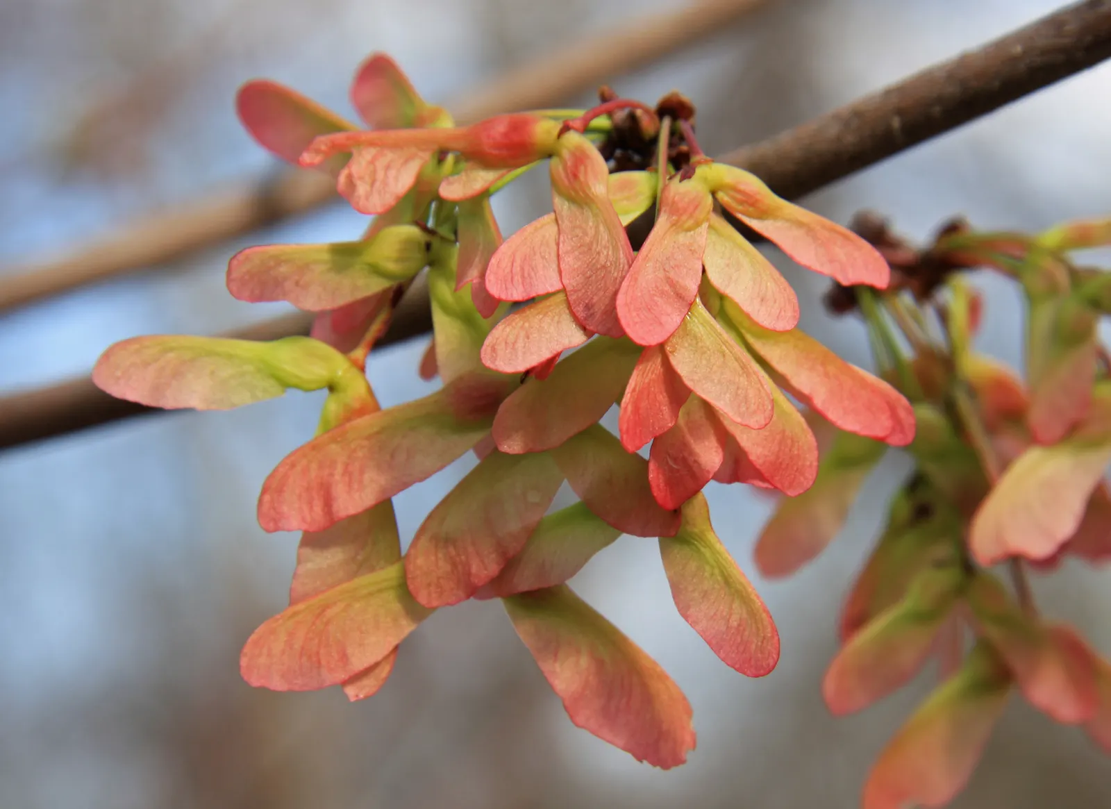 Red Maple (Acer Rubrum) — The Red Maple (Acer rubrum) is a versatile and hardy deciduous tree; this tree's red spring flowers, image 55