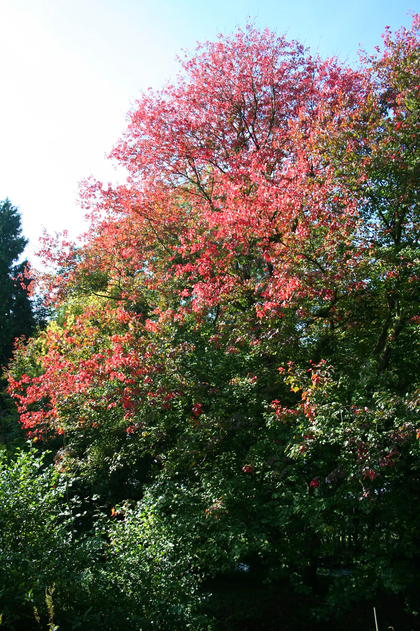 Red Maple (Acer Rubrum) — or sometimes yellow in the fall.<br><br>Red Maples are known for their moderate growth rate; maturing to a height of 40 to 60 feet