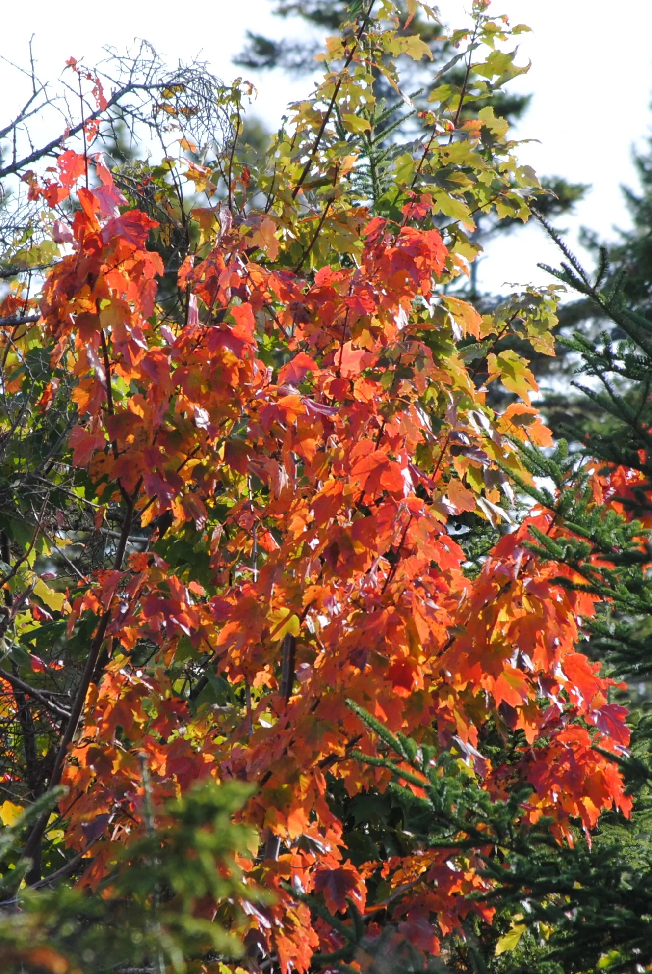 Red Maple (Acer Rubrum) — Maturing to a height of 40 to 60 feet with a spread of 30 to 50 feet