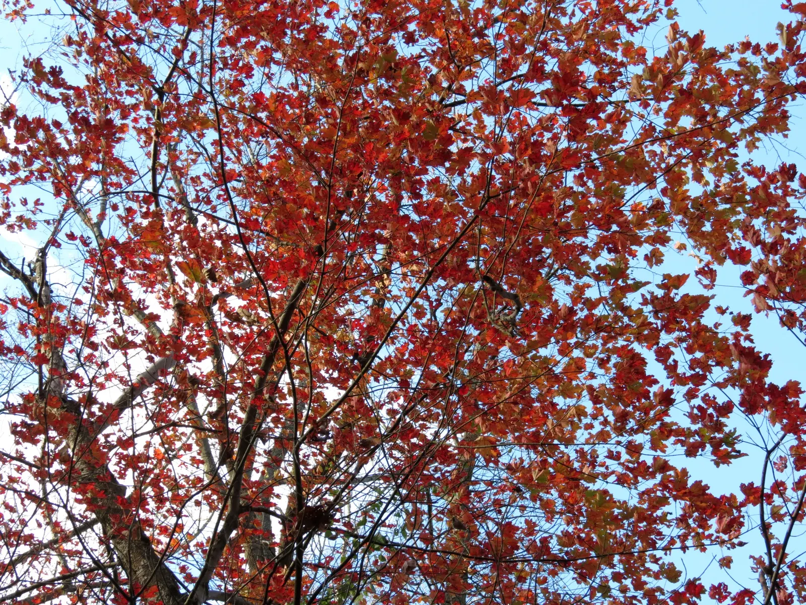 Red Maple (Acer Rubrum) — this species offers an appealingly symmetrical