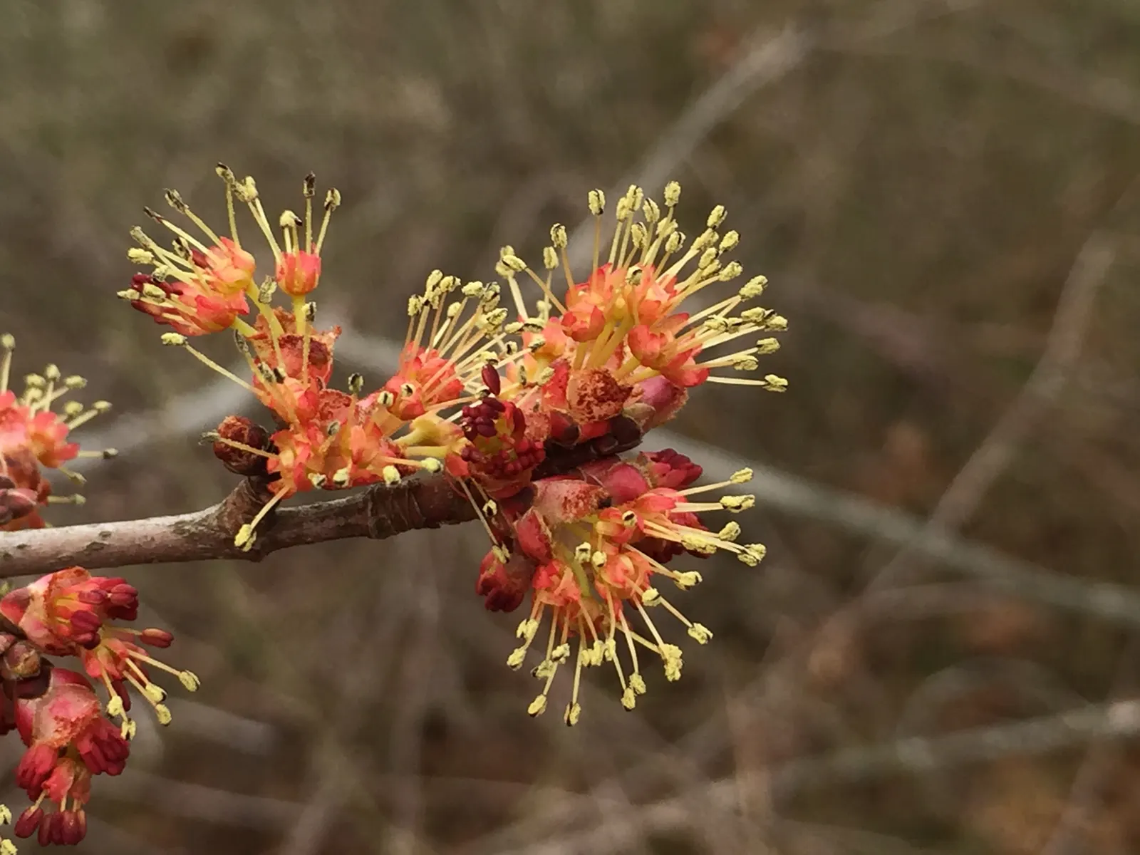 Red Maple (Acer Rubrum) — They are hardy in USDA zones 3 through 9, allowing for a broad range of geographical placement