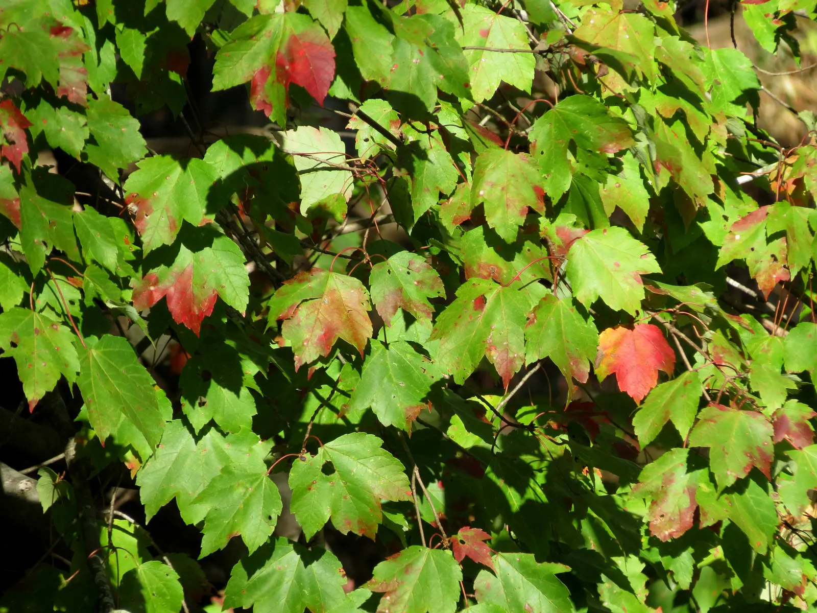 Red Maple (Acer Rubrum) — widely celebrated for its vibrant autumnal foliage and adaptability; showy red flowers in spring add early seasonal, image 56
