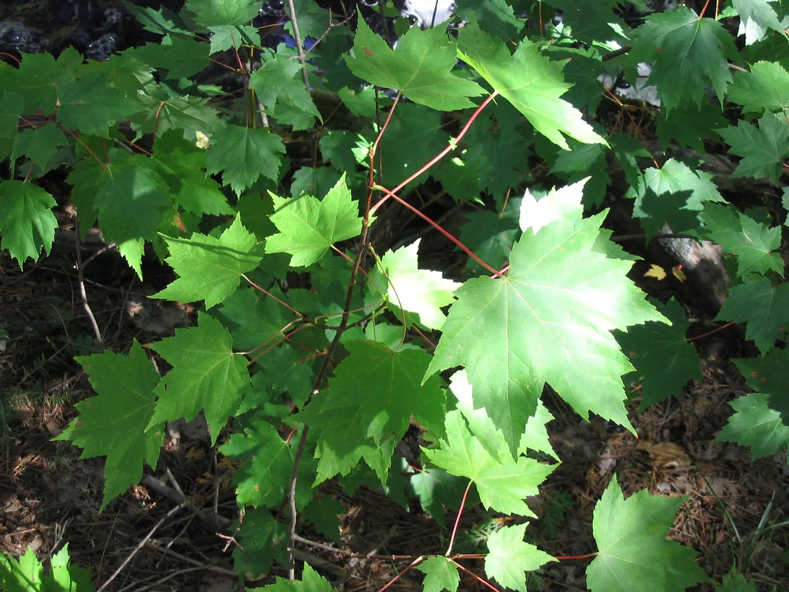 Red Maple (Acer Rubrum) — typically adding 1 to 2 feet annually under favorable conditions; acer rubrum is not particularly fussy about soil type, image 61